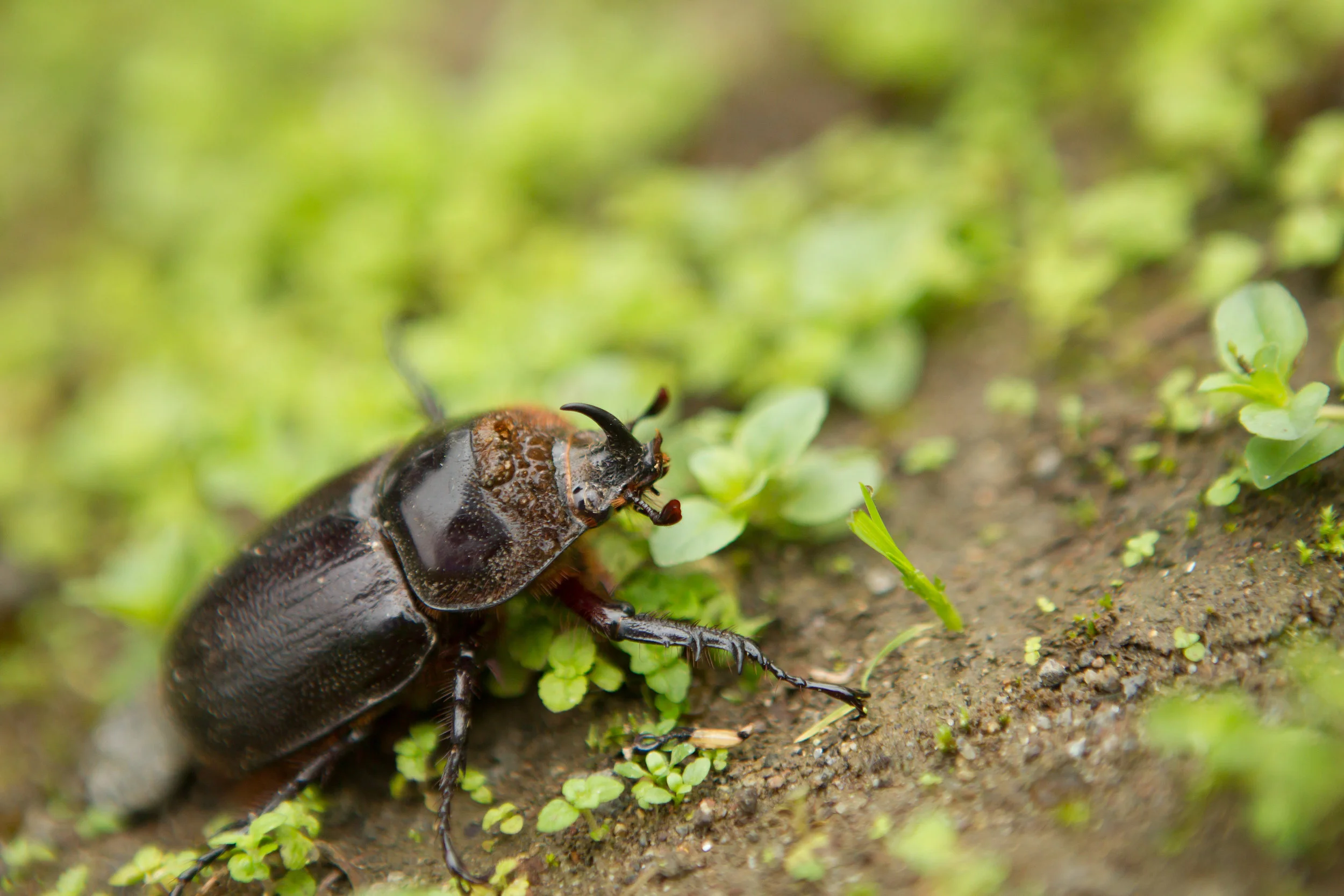  Rhinoceros Beetle, Ecuador&nbsp; 