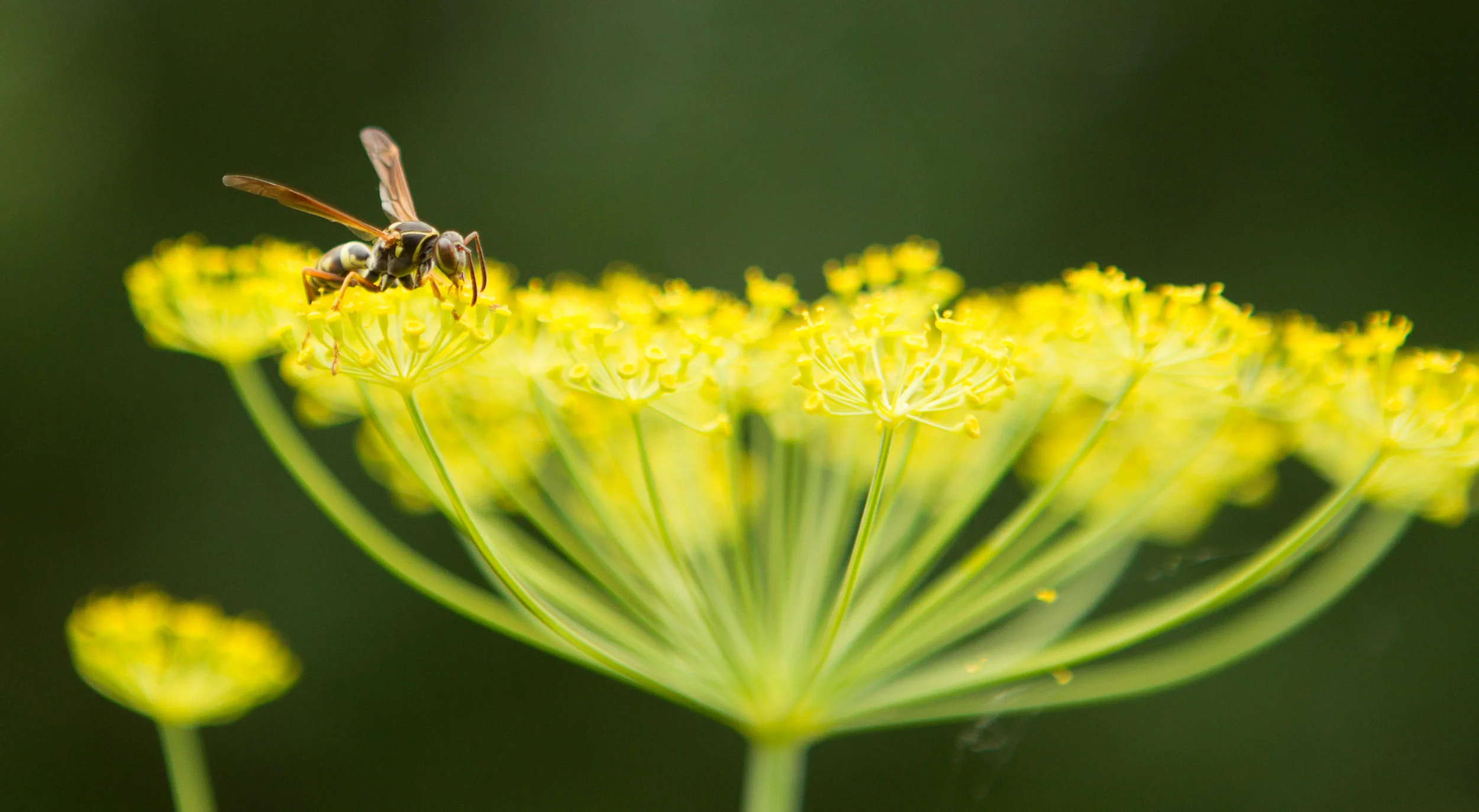  Wasp on flower 