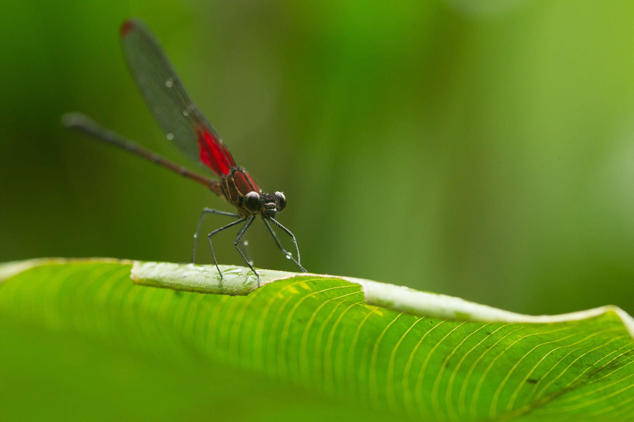  Dragonfly, Ecuador. It's just got thru raining, and found this insect all wet. 