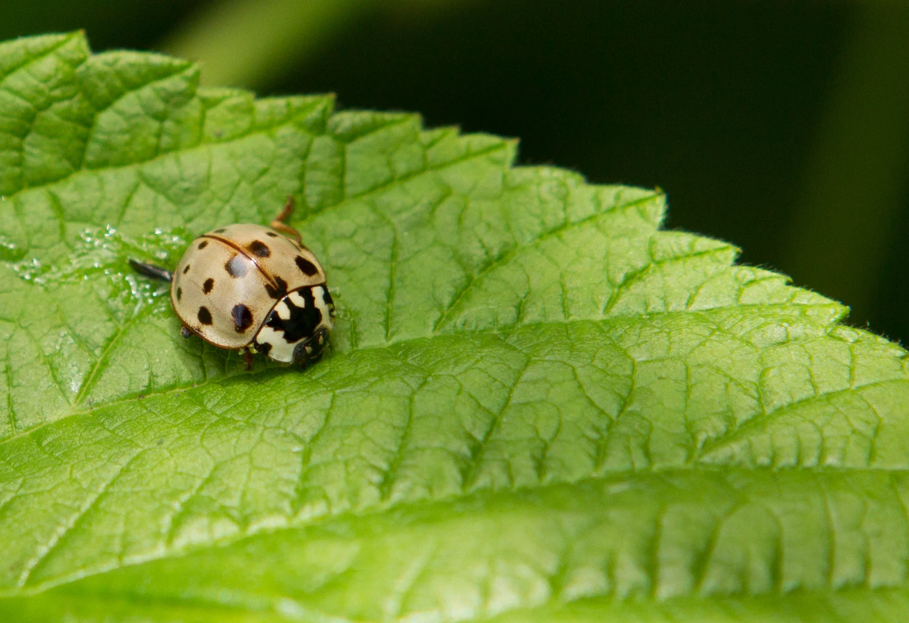  Fourteen-spotted Lady Beetle. 
