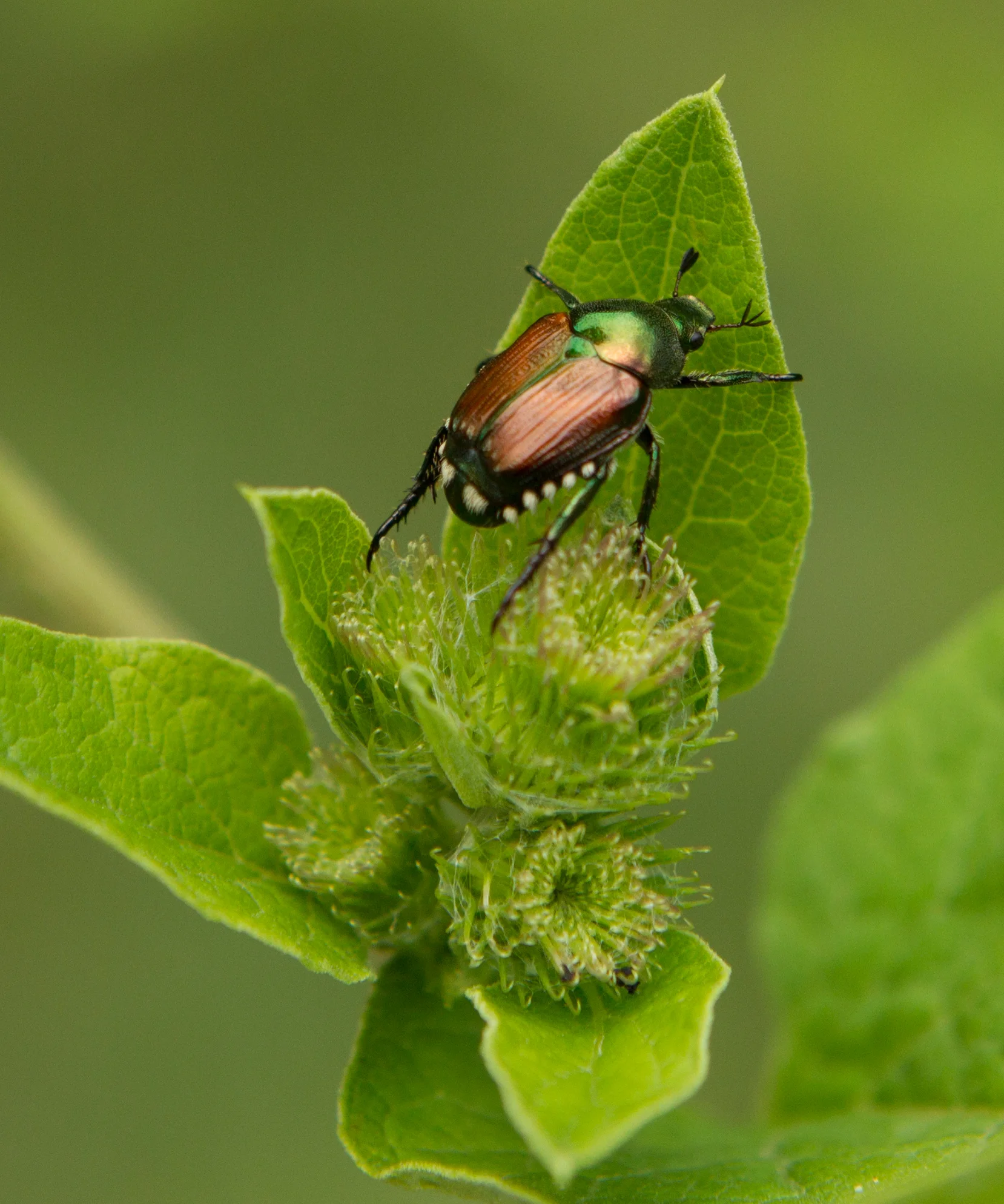  &nbsp; Japanese Beetle,Minnesota.&nbsp; 