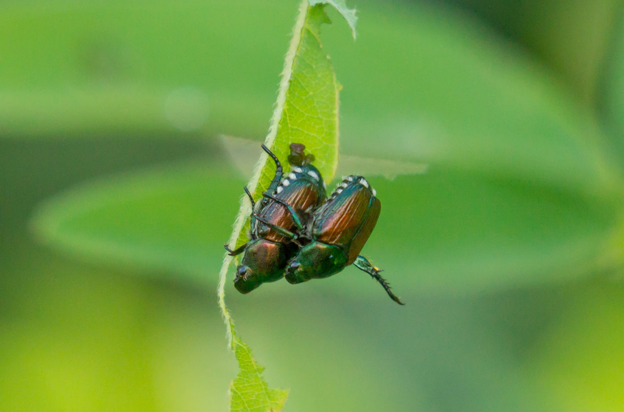  Japanese Beetle,Mating pair in Minnesota&nbsp; 