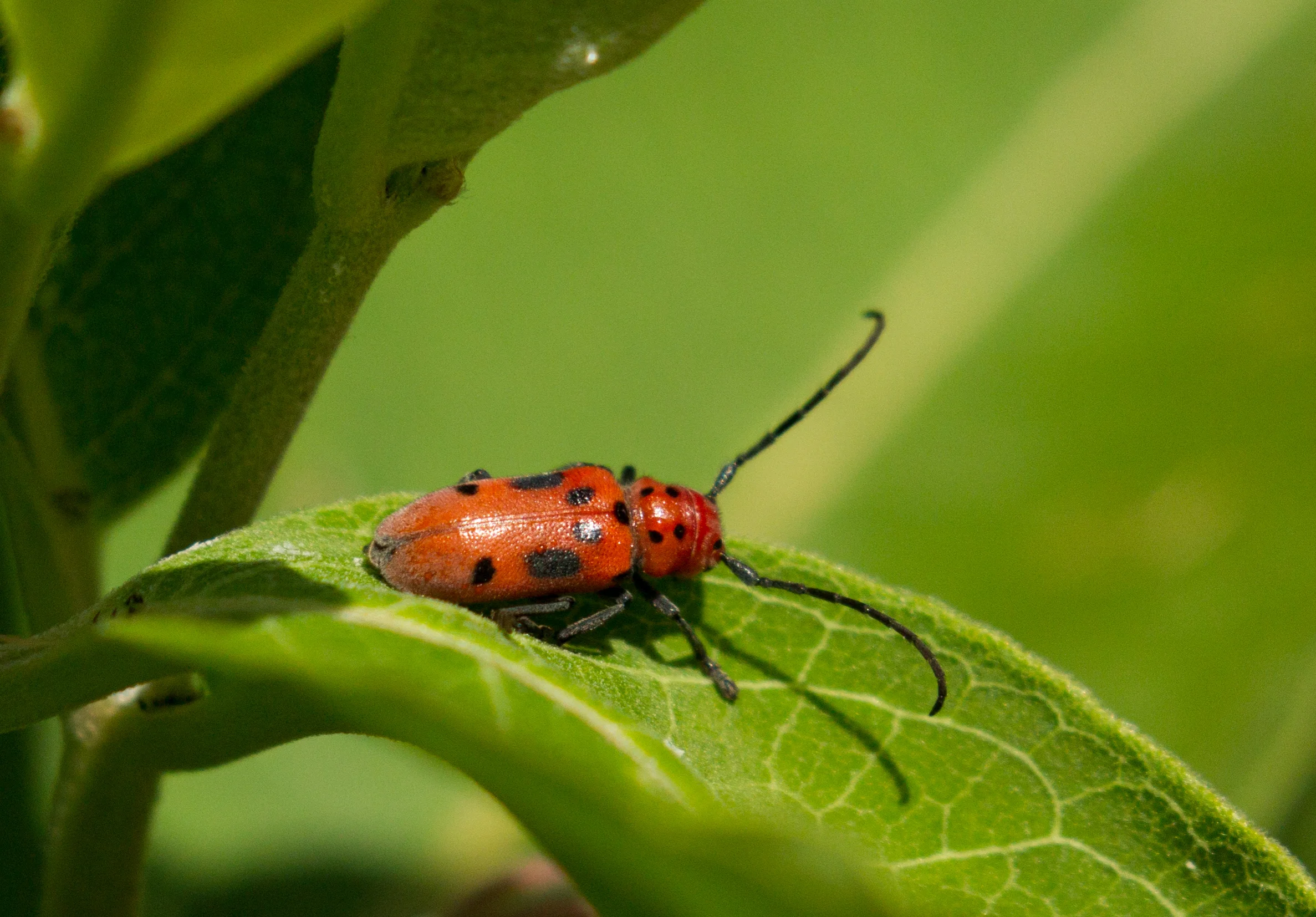  Spotted Asparagus Beetle 