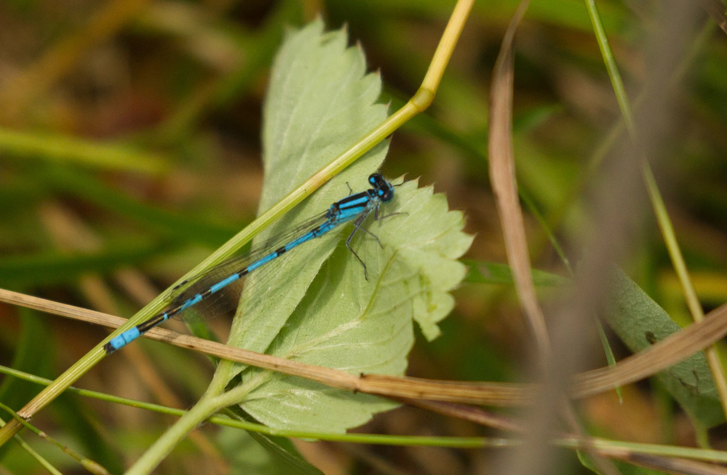  Tule Bluet Dragonfly, Minnesota.&nbsp; 