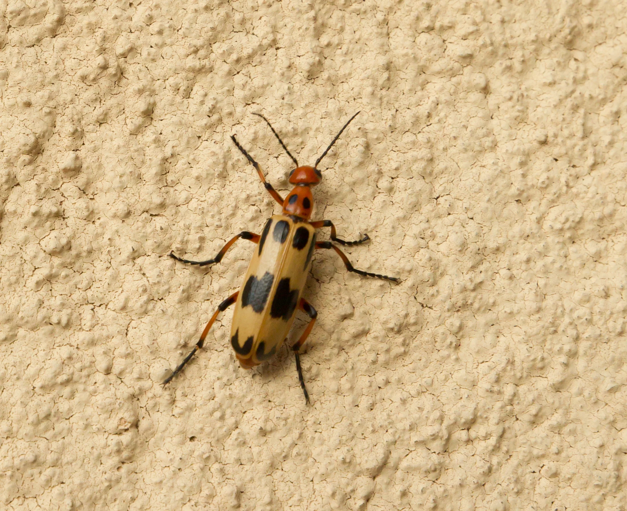  Pyrota, in the family of Blister Beetles 