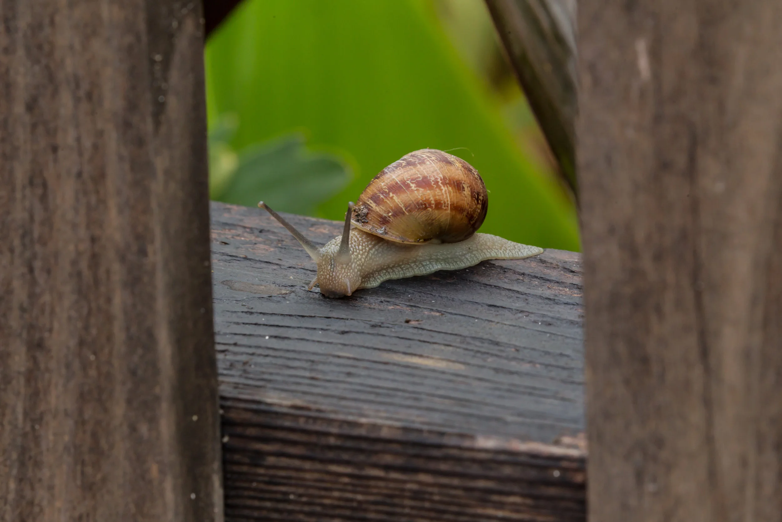  Snail on a fence, Balboa Isand. 