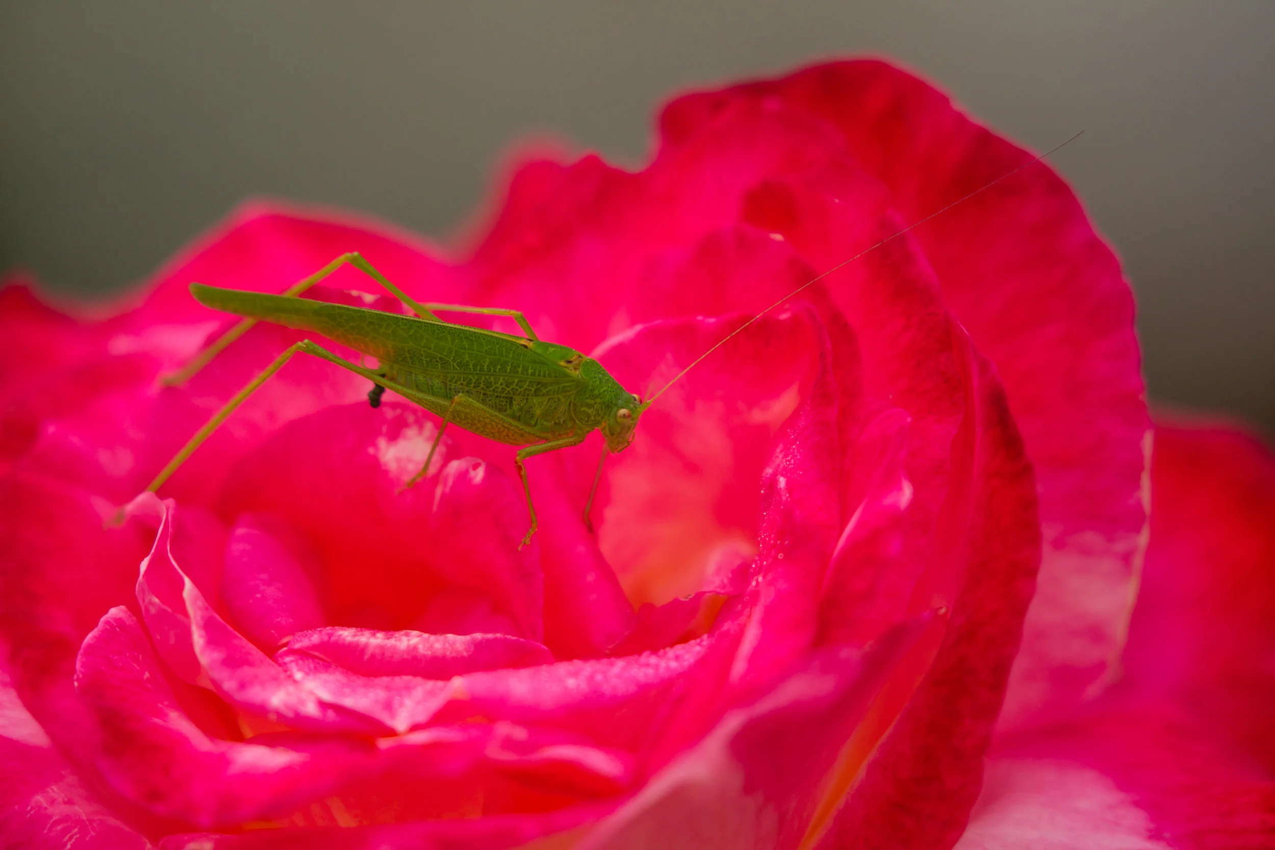  Katydid Grasshopper, Balboa Island, Newport Beach, Ca. 