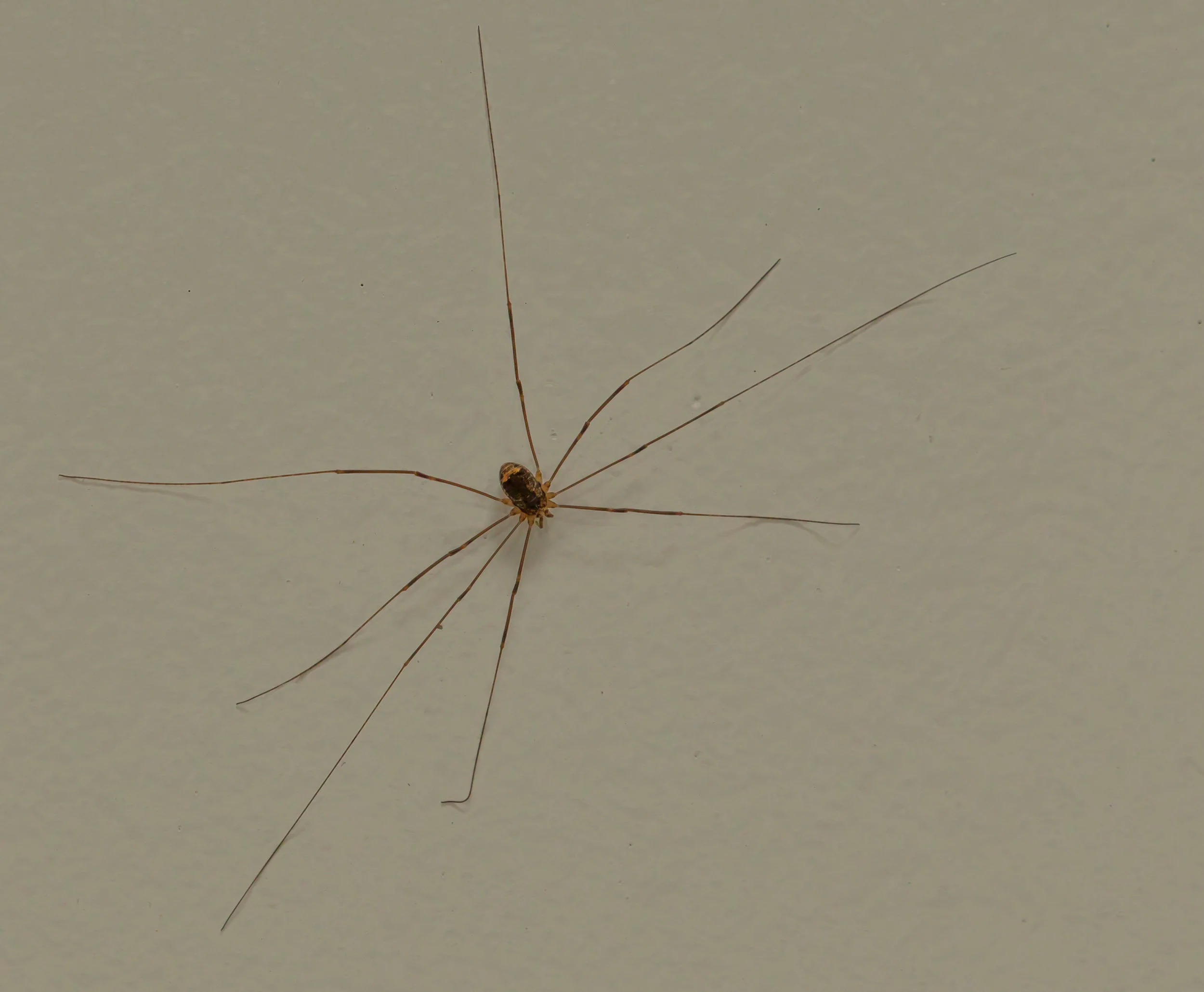  I believe he is in the spider family. &nbsp;Rocky &nbsp;Mountains, Canada. 