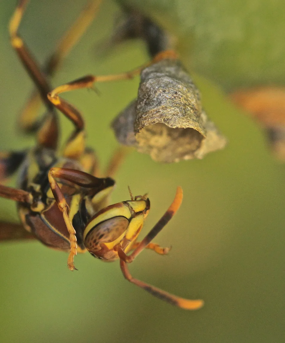  Wasp building a nest. 