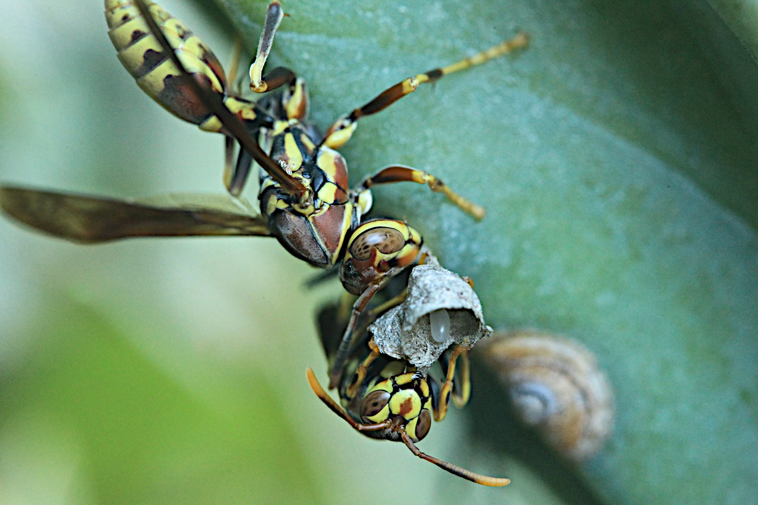  Wasps in my back yard. If you look closely the two parents have built a nest, and inside is one egg. 