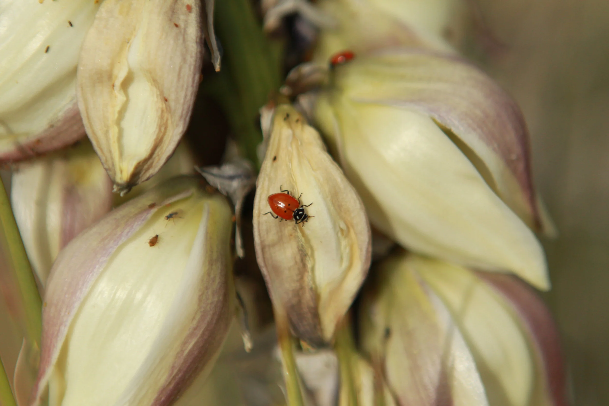  Convergent Lady Beetle, Utah 