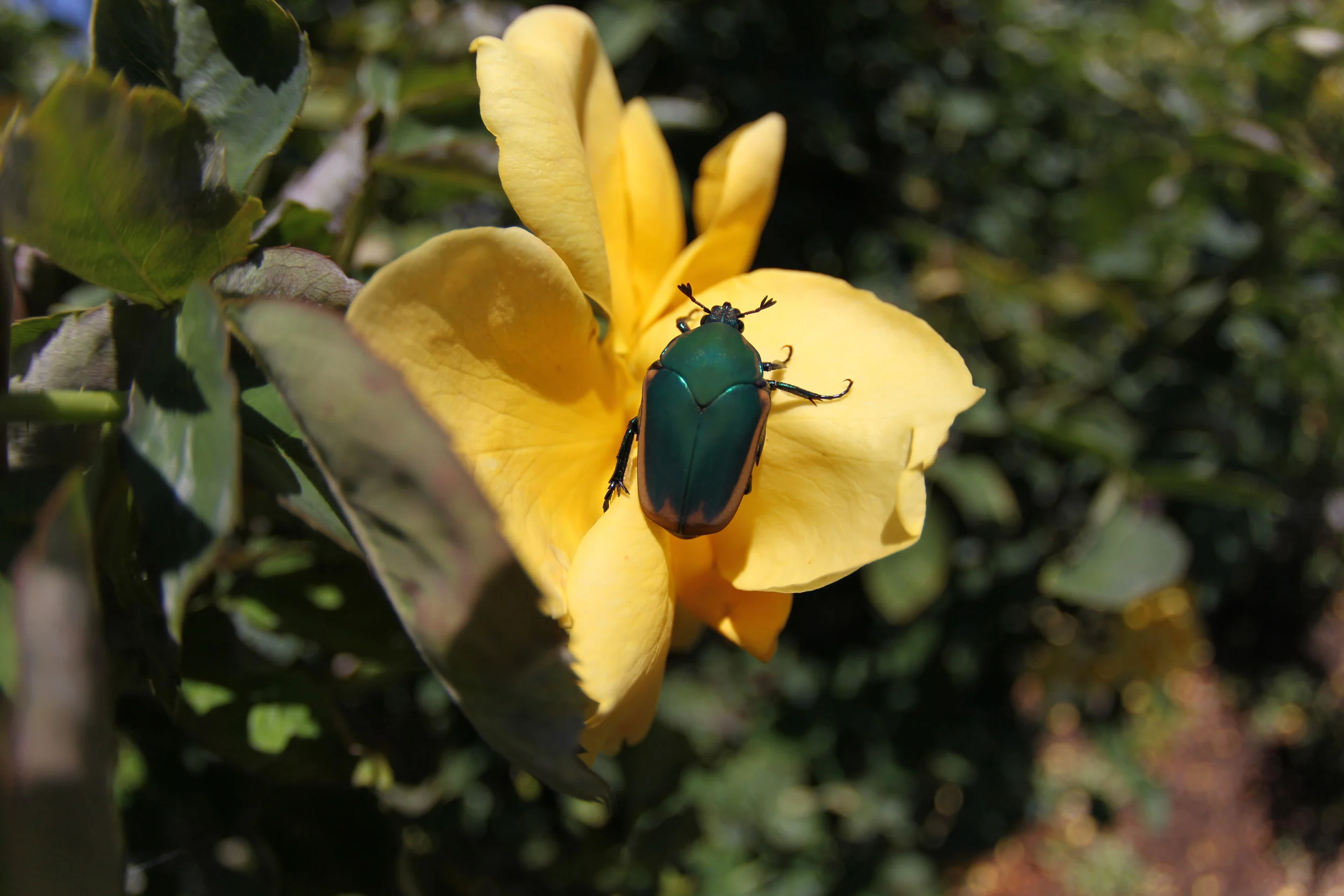  Green June Beetle, Los Angles, Ca. 