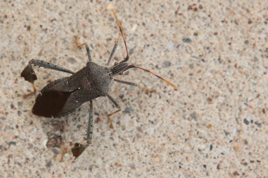  Western Conifer Seed Bug 