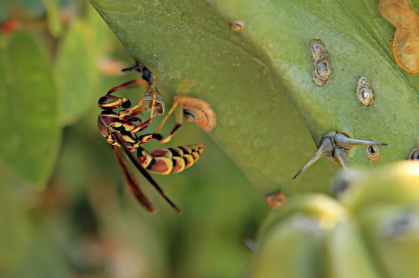  Wasp, Huntington Beach, Ca. 
