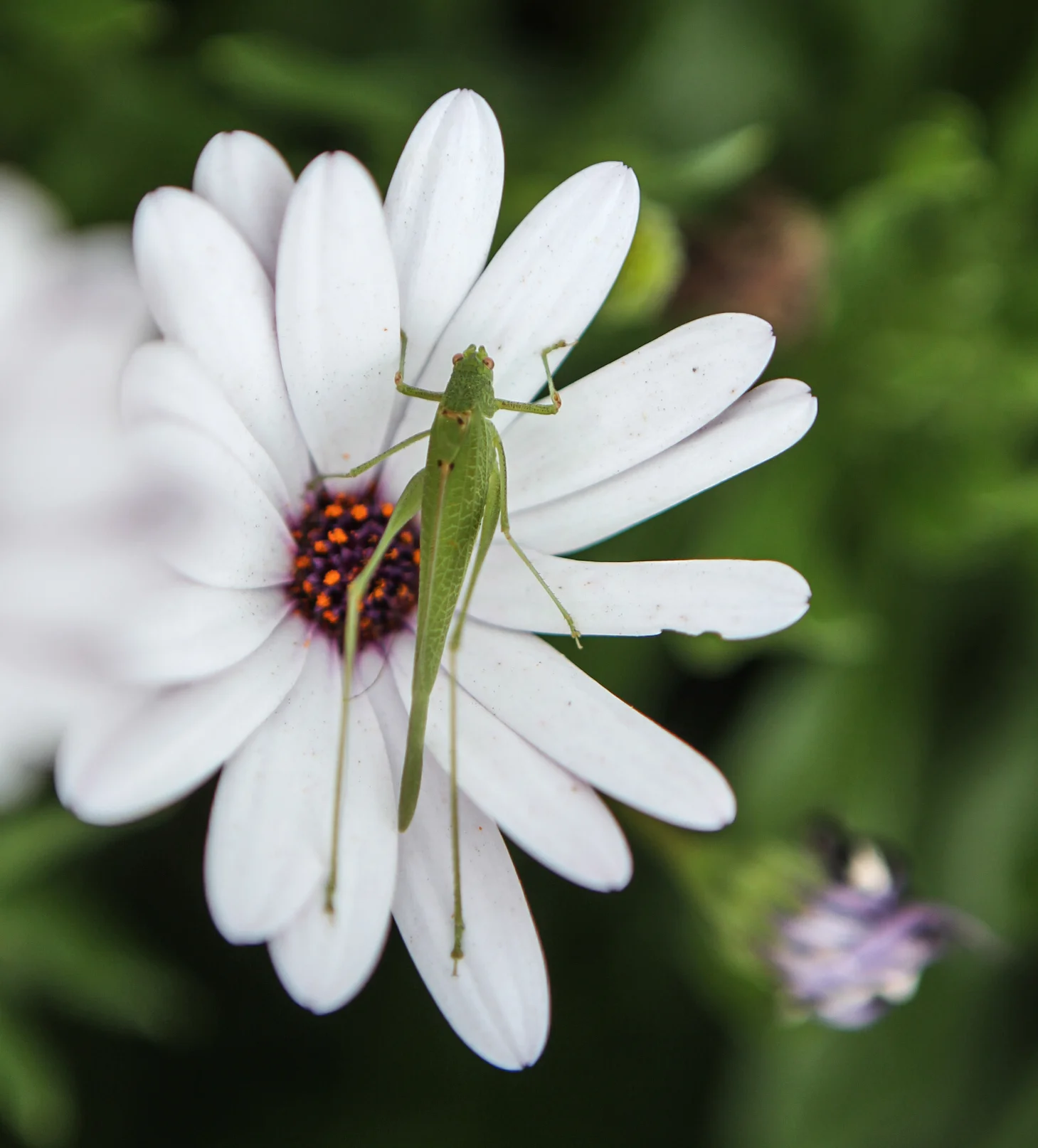  Katydid, Grasshopper 