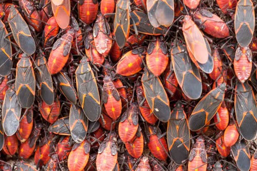  Box Elder Bug. Congregate in large numbers. 
