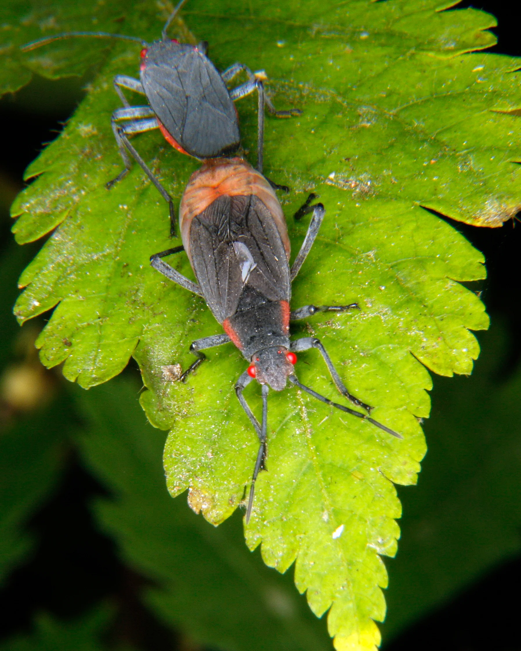  Love on a plant leaf, Minneasota 