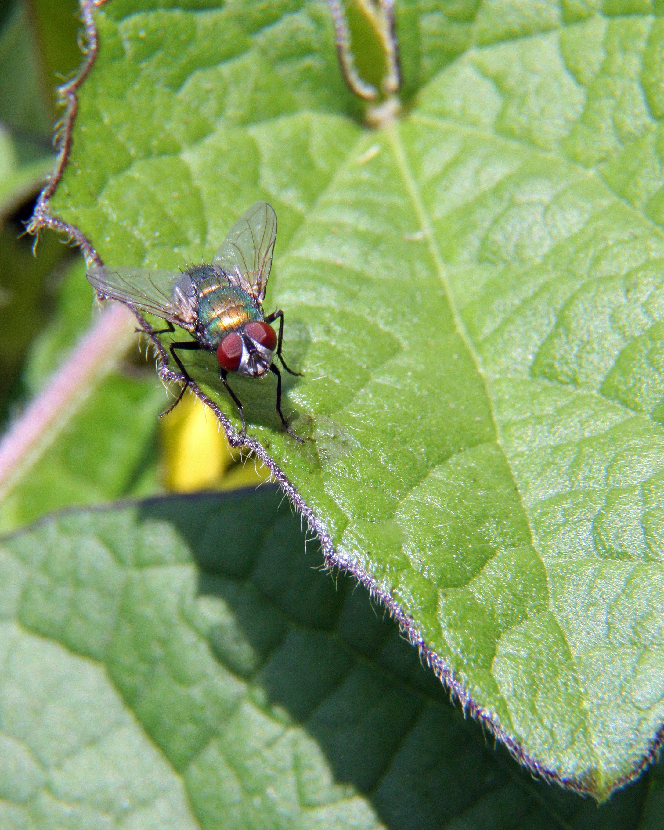  Green Bottle Fly 