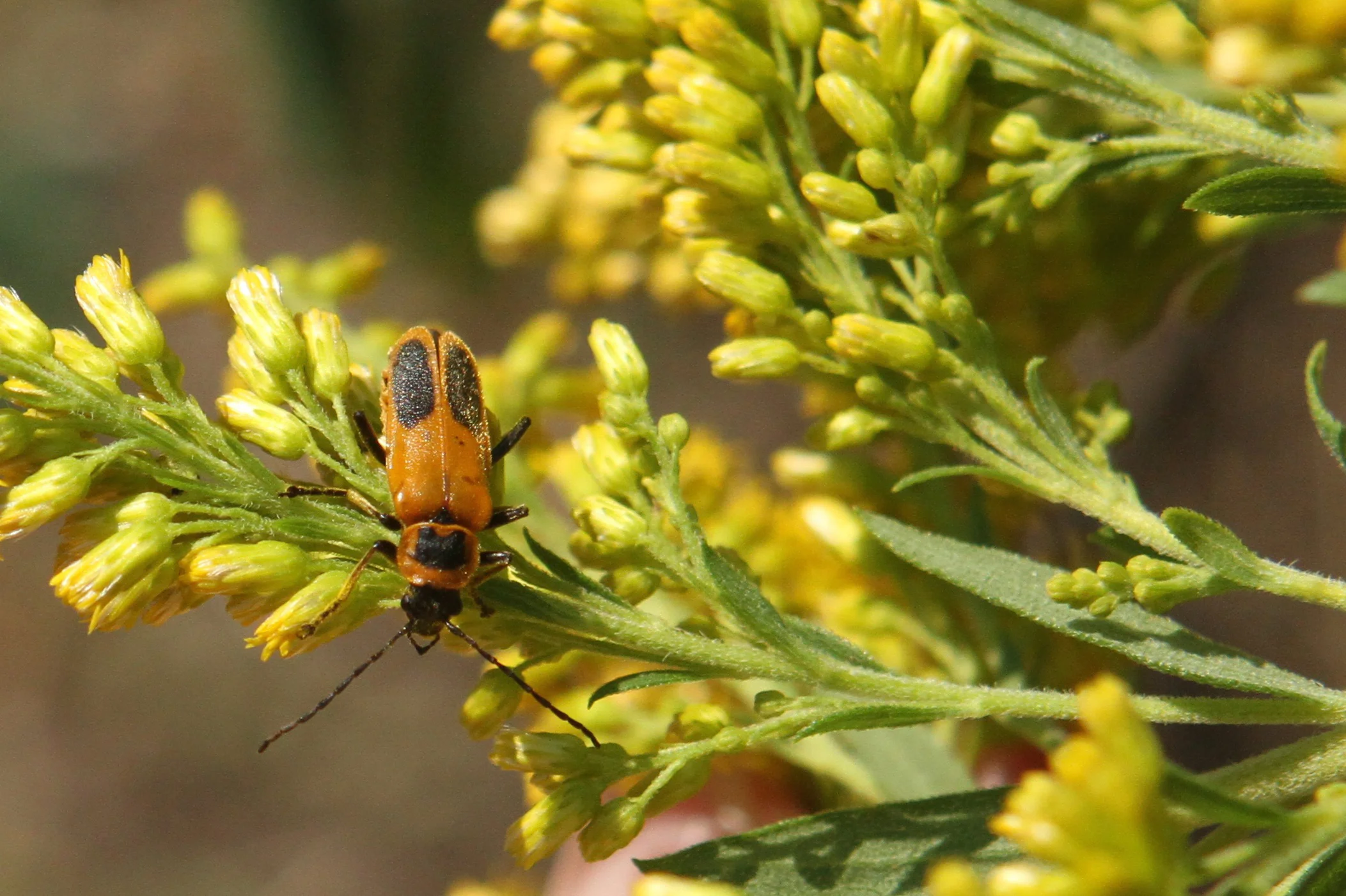  Pennsylvania Leatherwing 