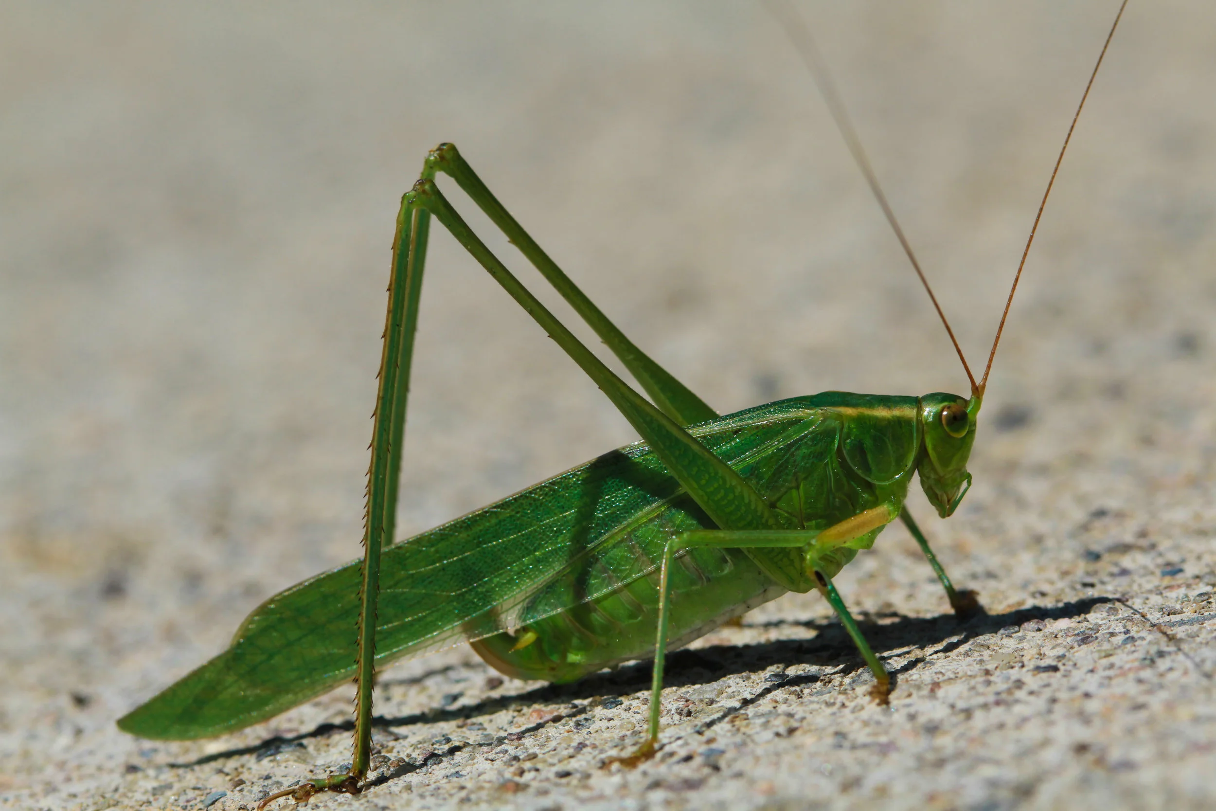  Katydid, Grasshopper. 
