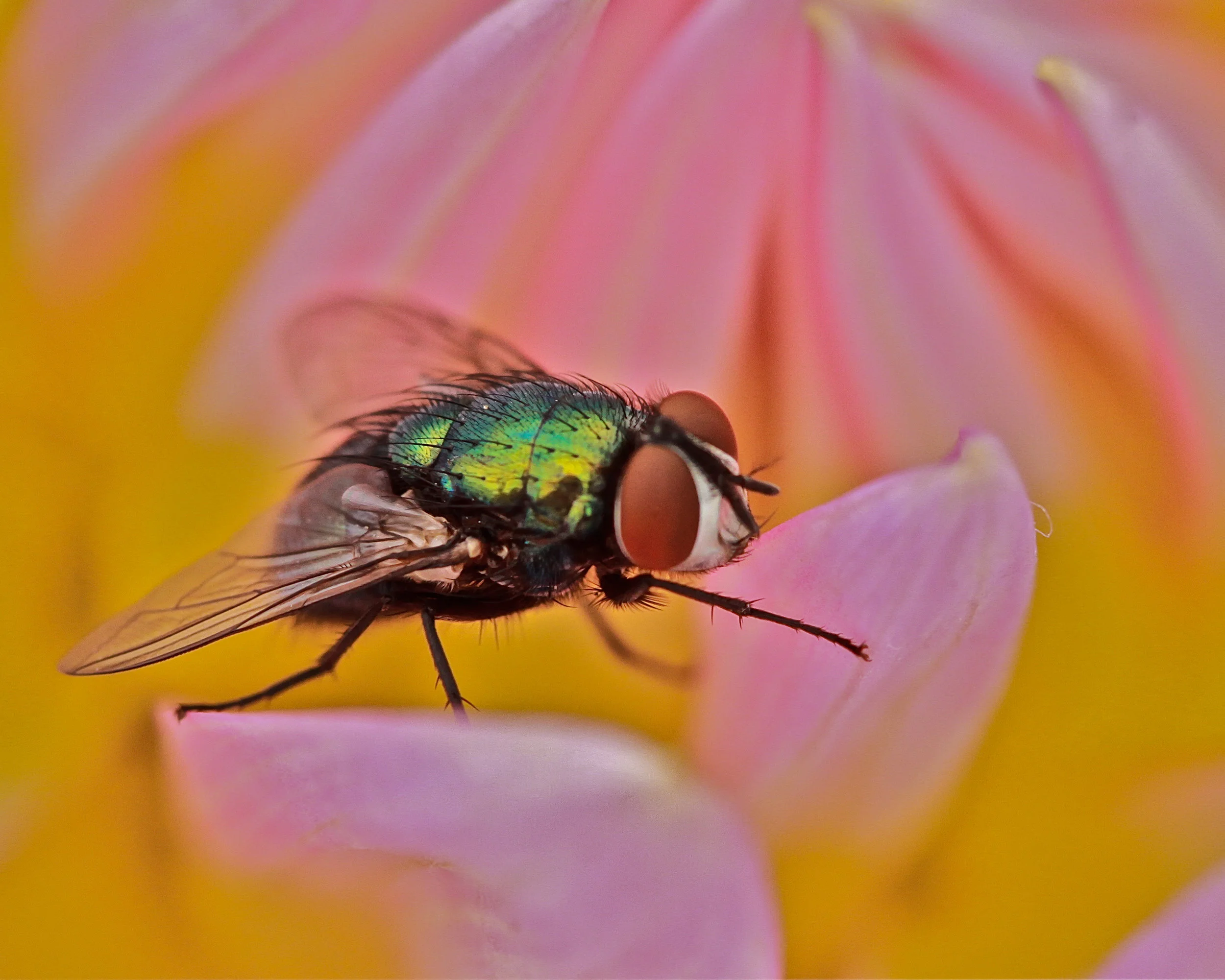  Green Bottle Fly 