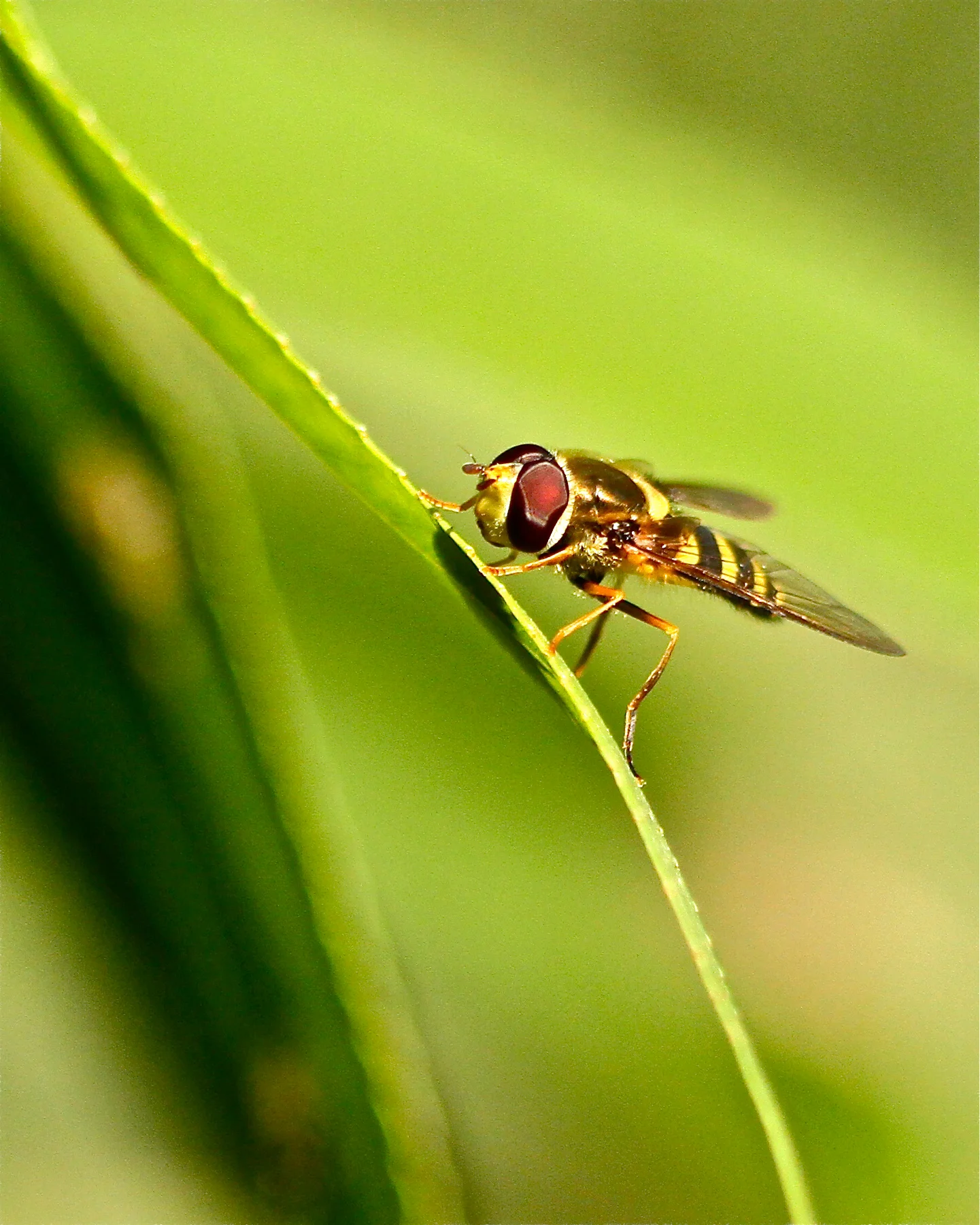  Hover Fly,&nbsp;mimics wasps 