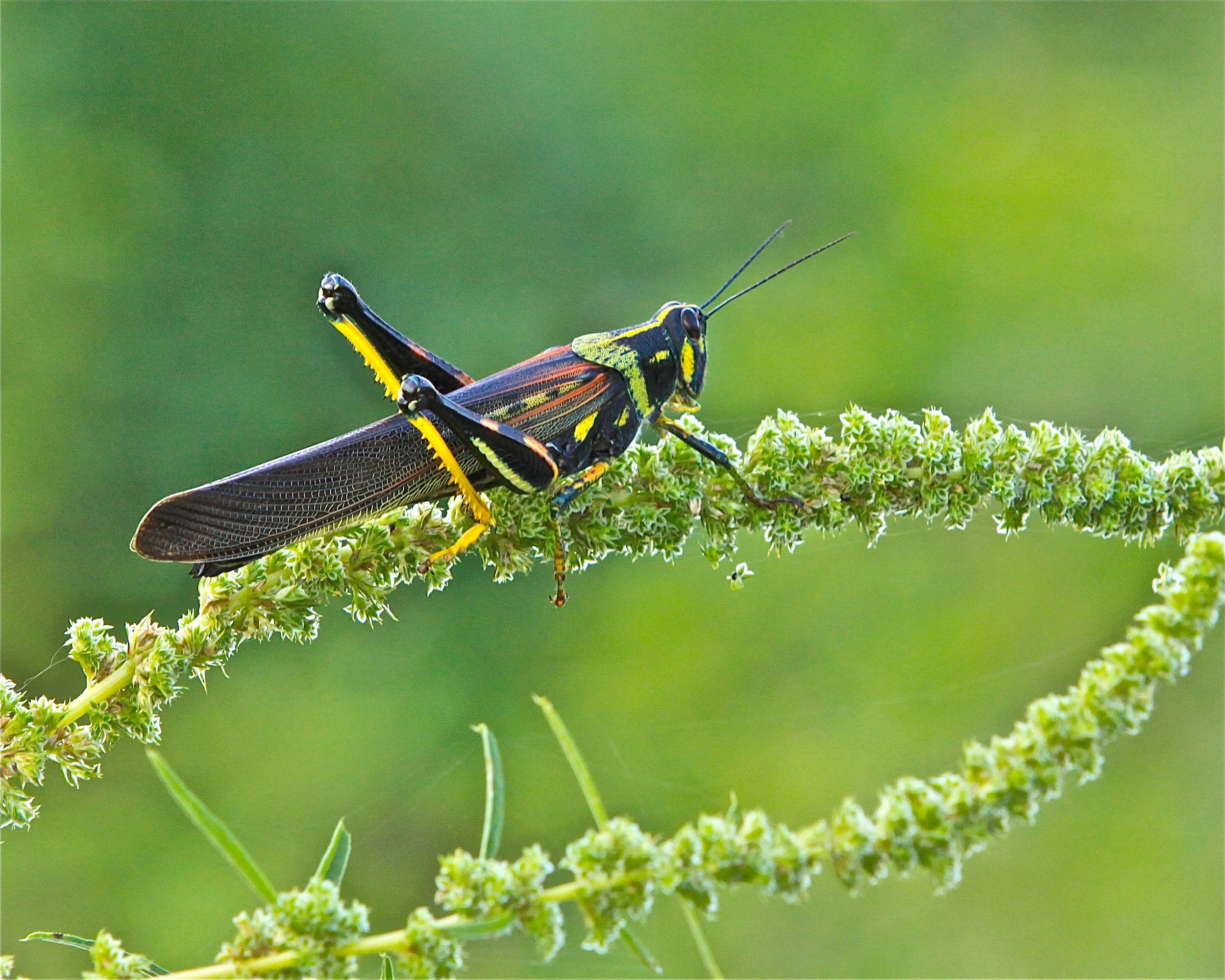  Grasshopper,&nbsp;Galapagos Islands. 2010 &nbsp; 