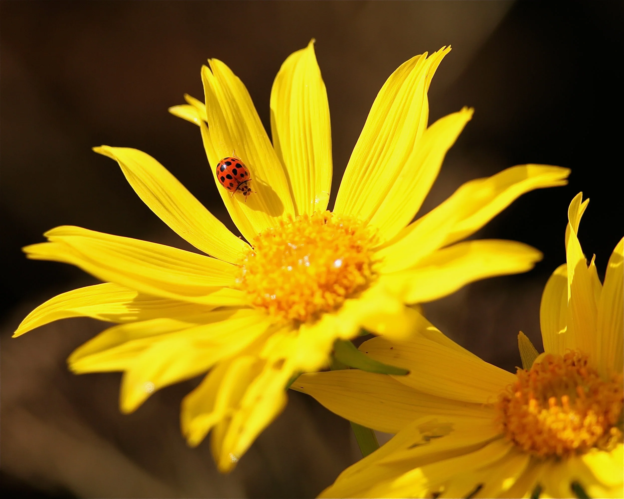  Asian Multicolored Lady Beetle&nbsp; 