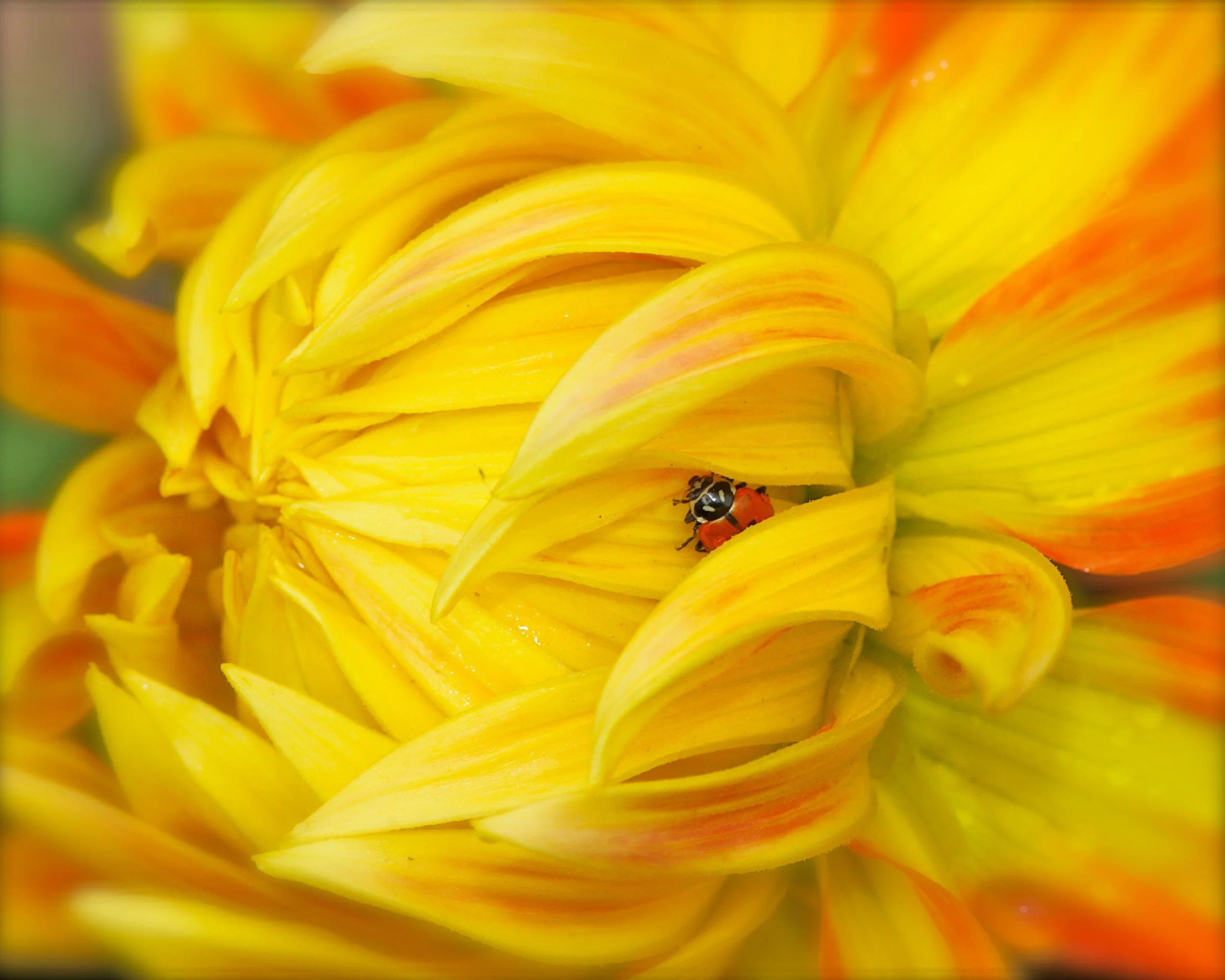  Convergent Lady Beetle, Anchorage, Alaska 