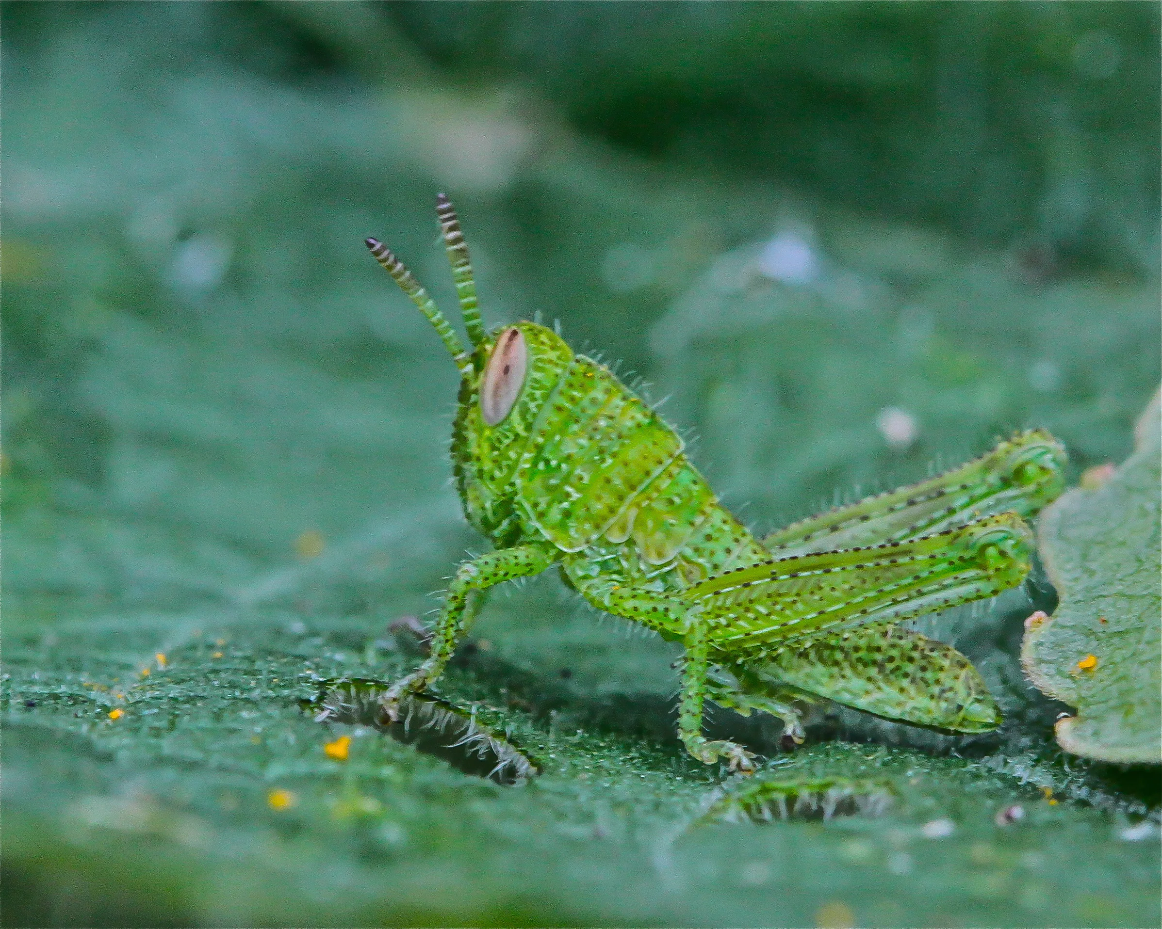  Grasshopper in early nymph stages, Central Park, Huntington Beach, Ca. 