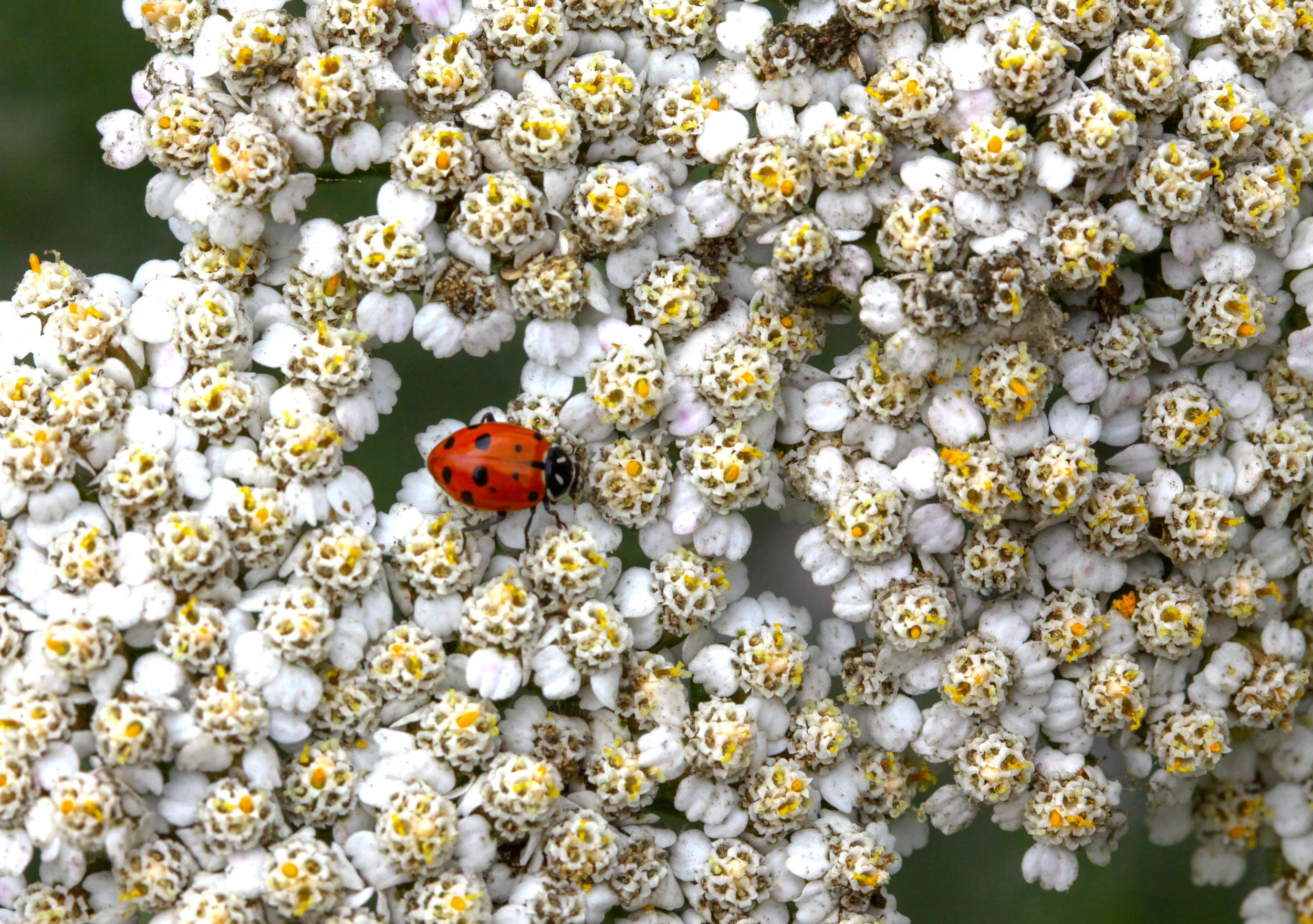  Convergent Lady Beetle 
