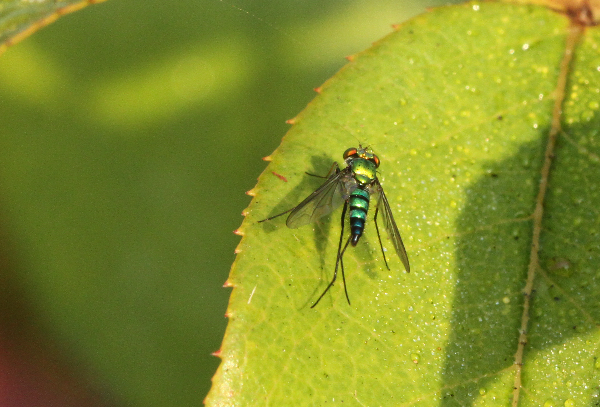  Long-legged Fly 