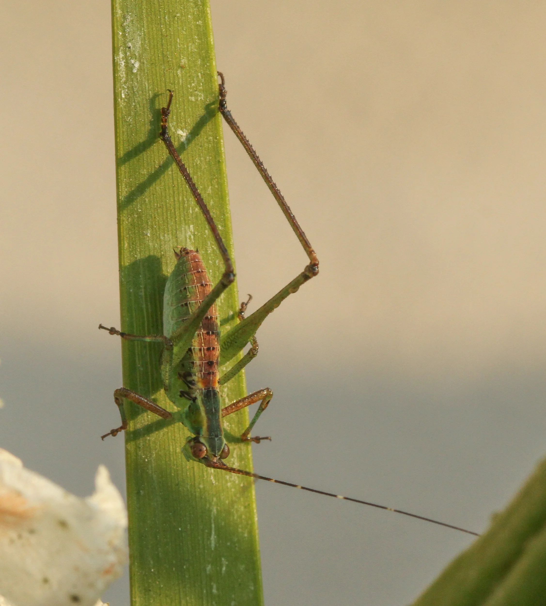  Katydid Grasshopper 