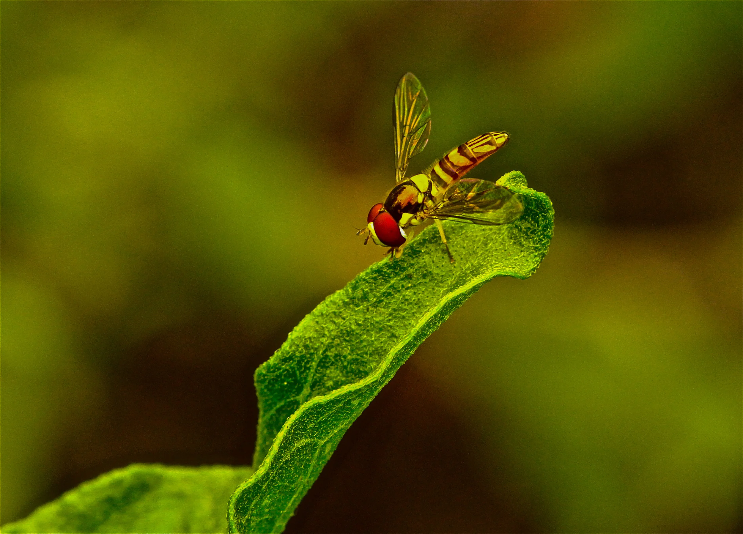  Hover Fly 
