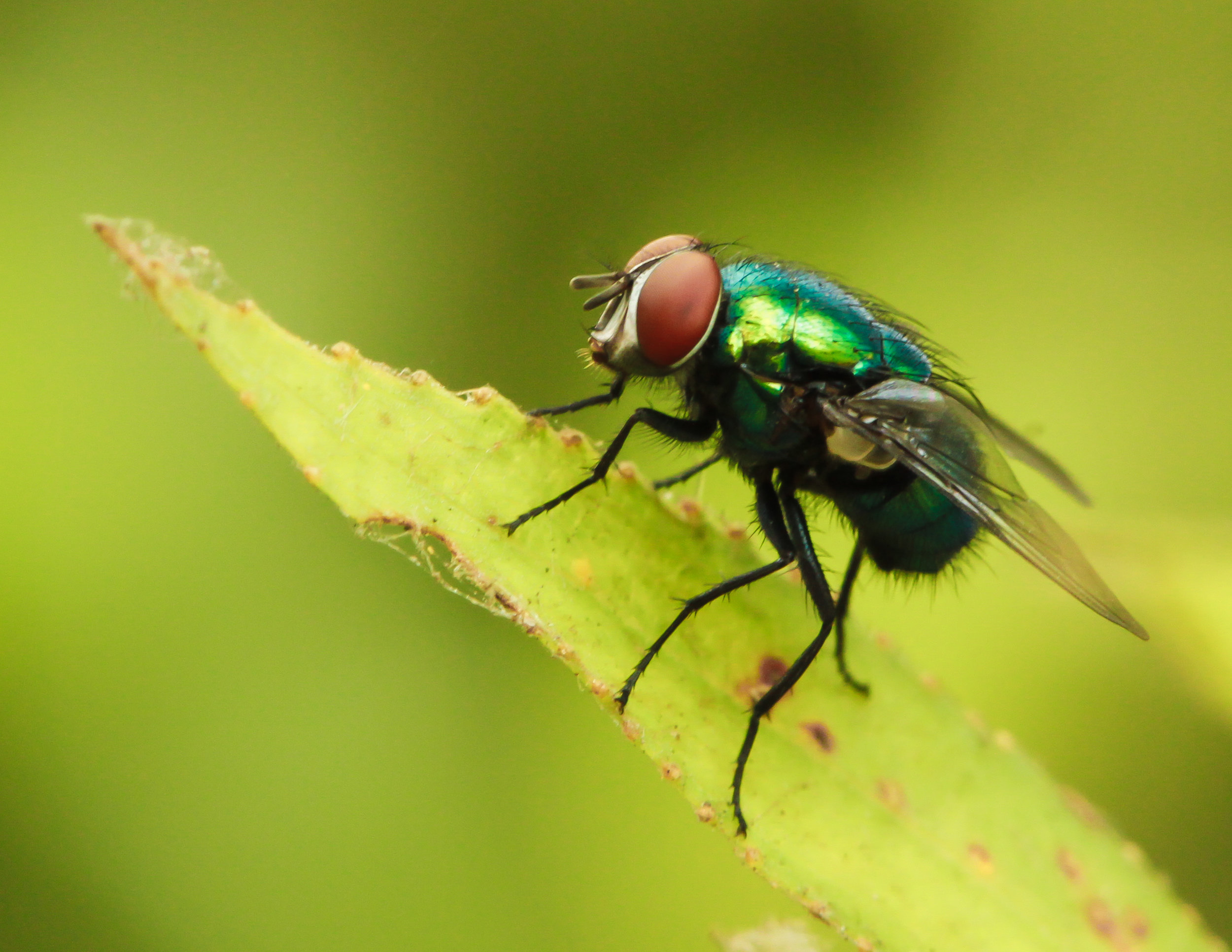  Green Bottle Fly. This mostly likely the fly you are trying to kill in your home.&nbsp;Very common, but check out those huge red eyes! 