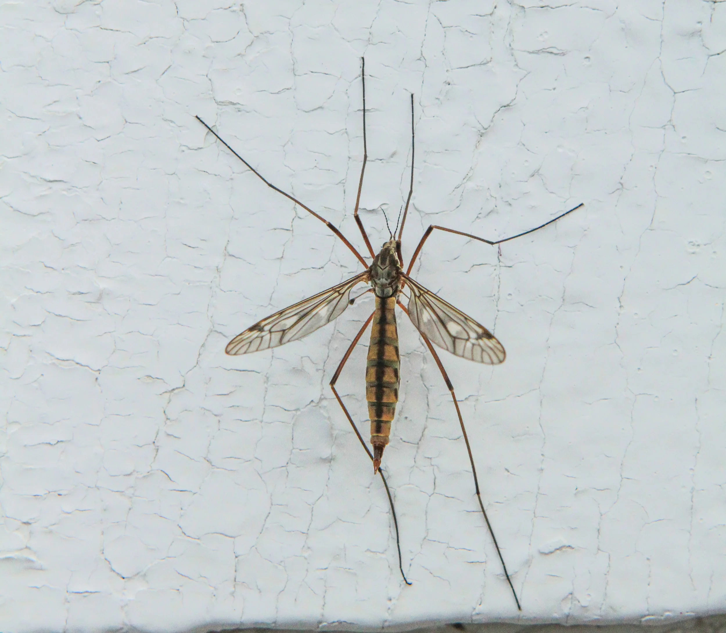  Cane Fly,Huntington Beach,Ca. 