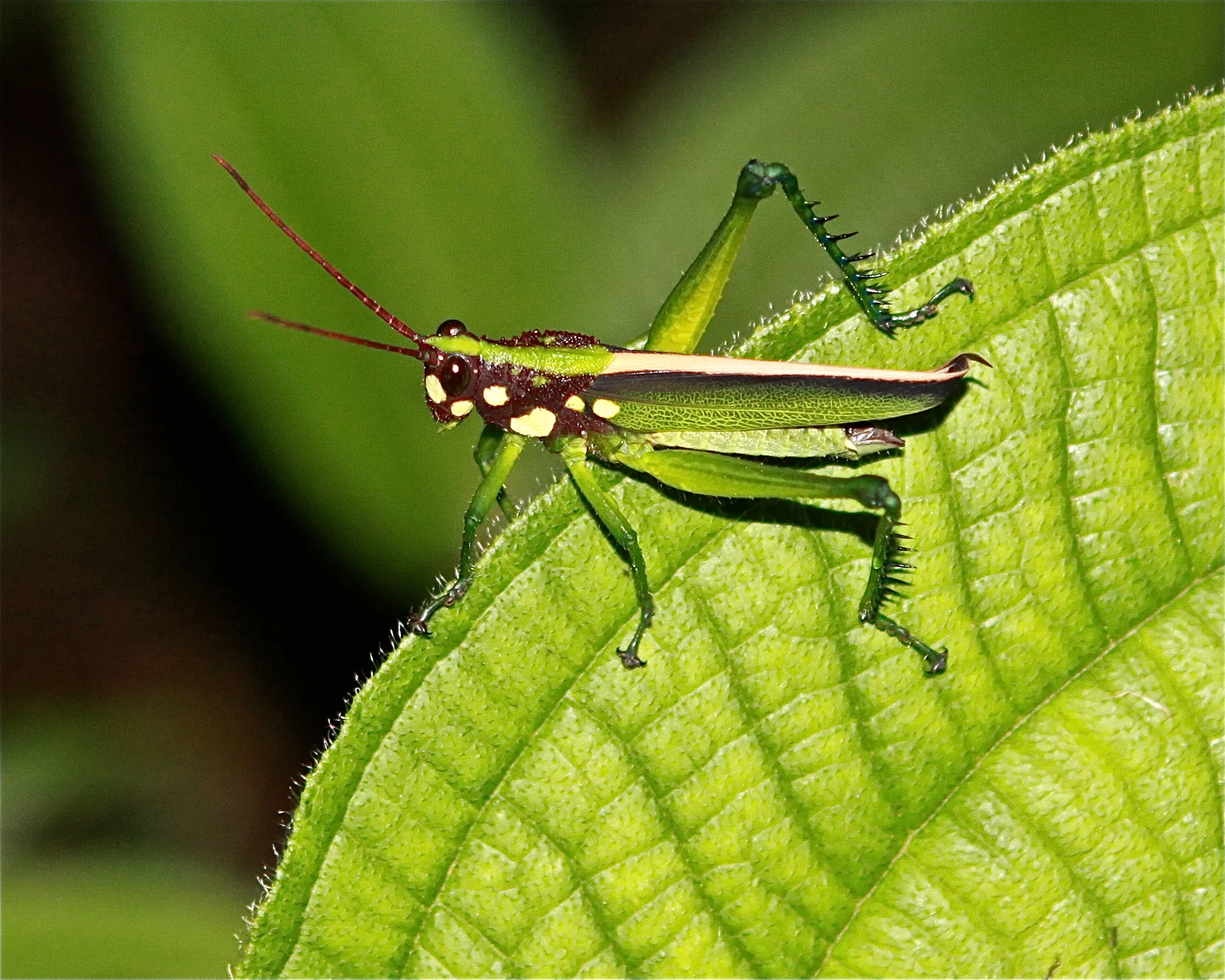  Grasshopper, Ecuador&nbsp; 