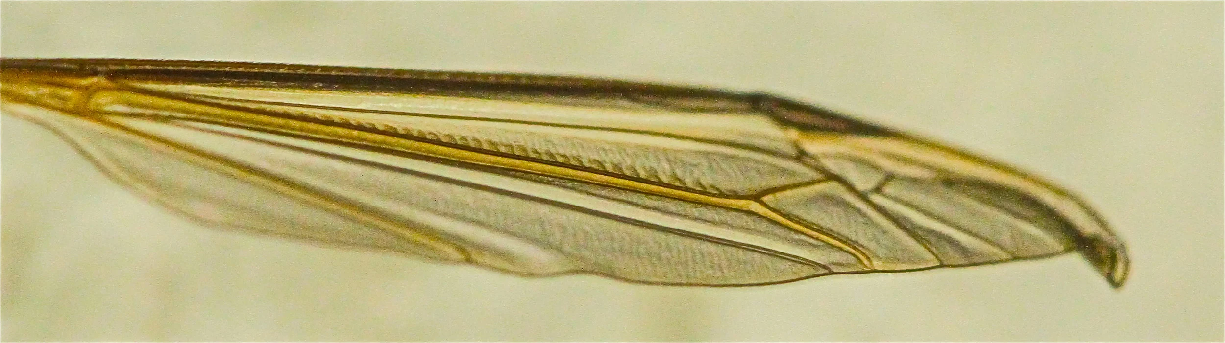  Cane Fly Wing, Huntington Beach, Ca. 