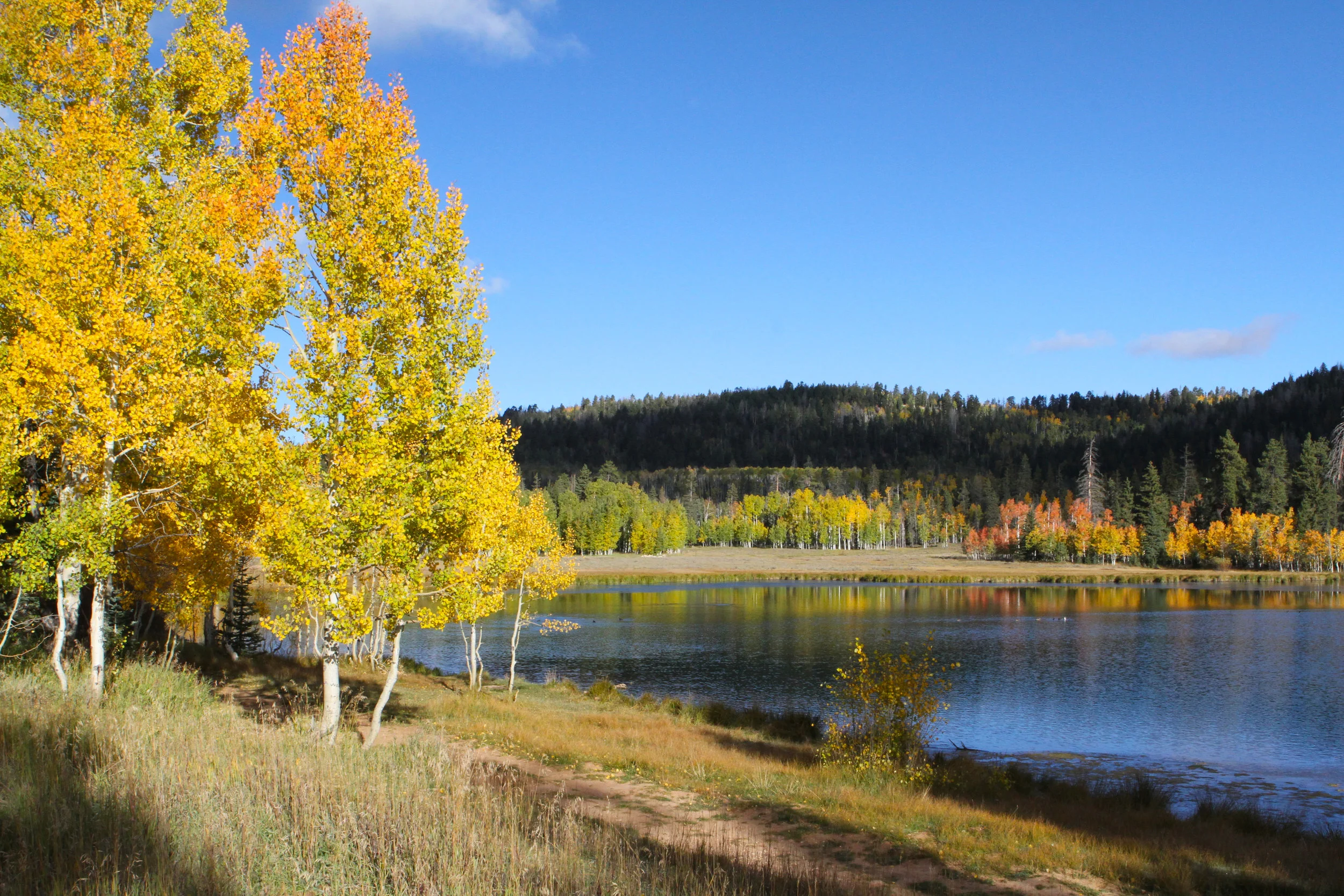  Duck Lake, Utah. On a road near Cedar Breaks. 