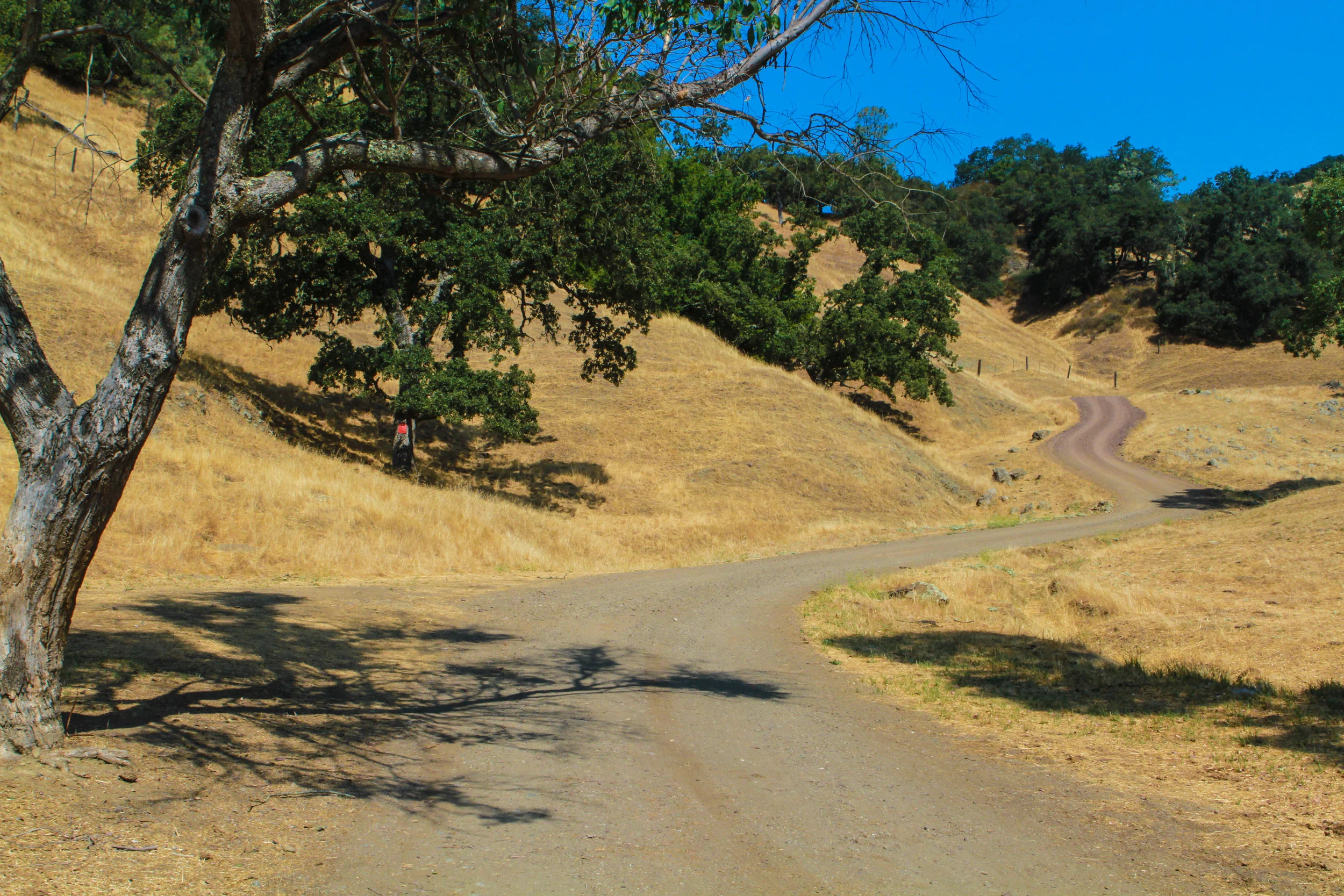  A road of interest, near Cambria, Ca. 