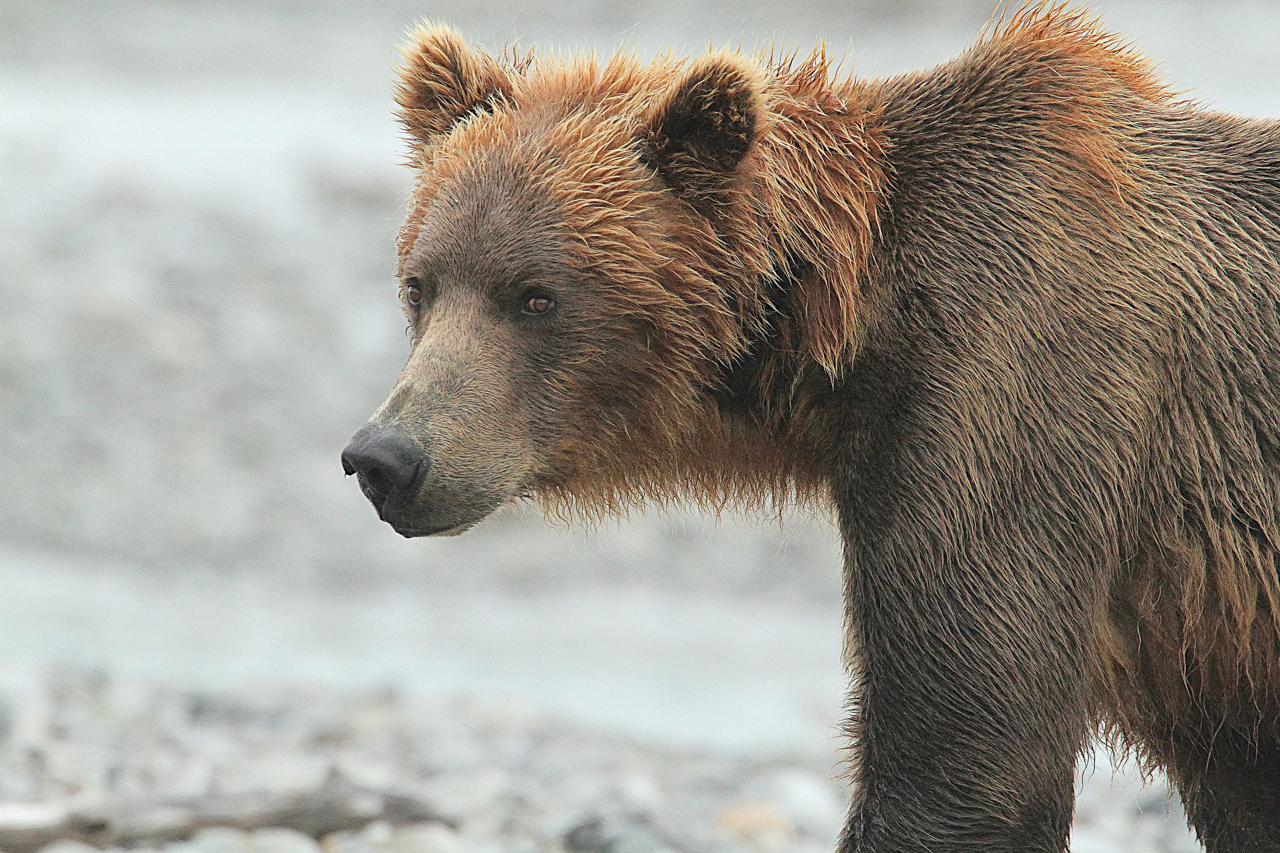  I have to admit, I lost count of how many grizzle's we saw. We were always on land, walking in their turf.&nbsp;They just ignored us. 