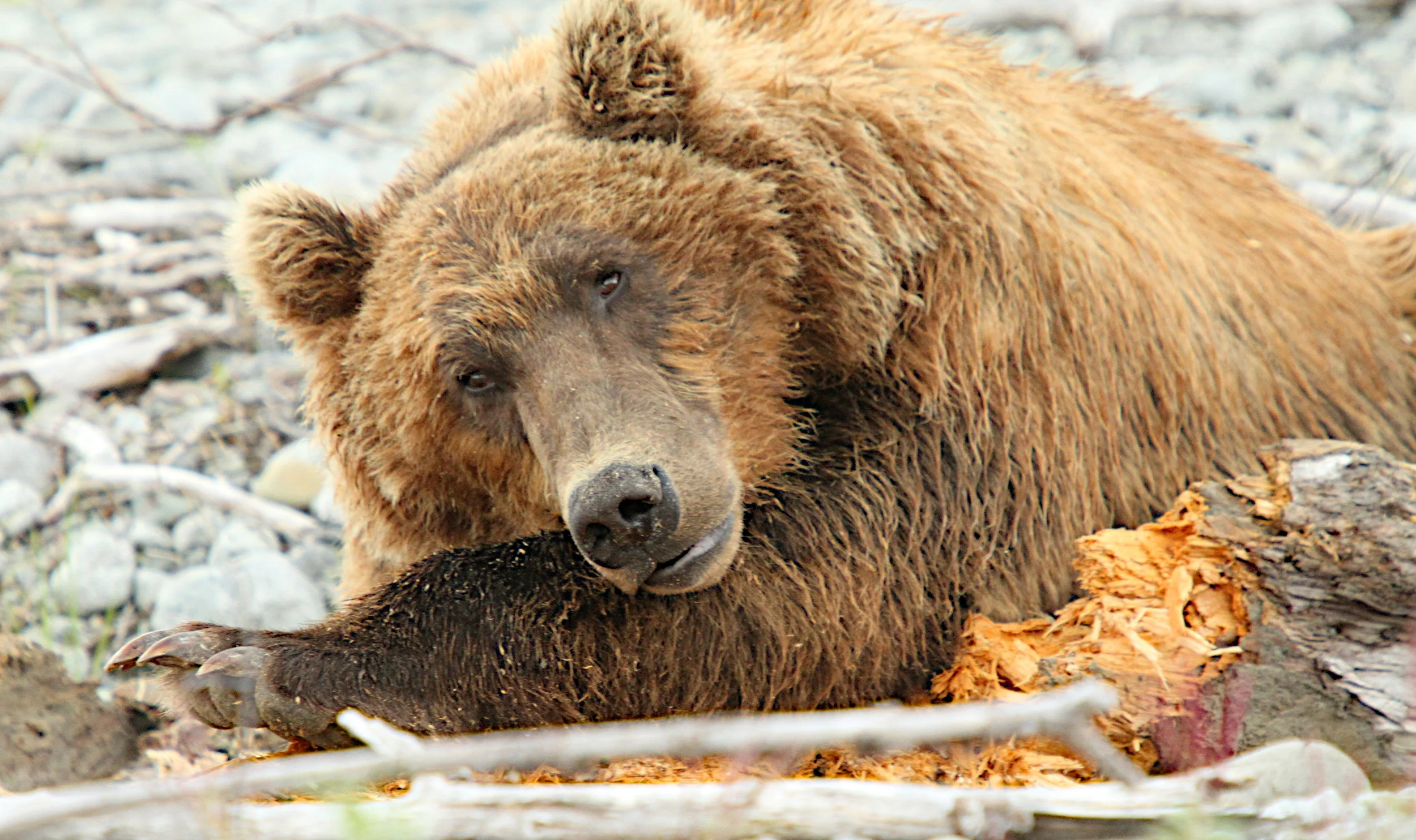  We didn't see this bear sleeping behind a log until we were almost on him. Even our guide missed him, and when the bear raised his big head,&nbsp;we quietly but slowly backed up. Bear continued his sleep! 