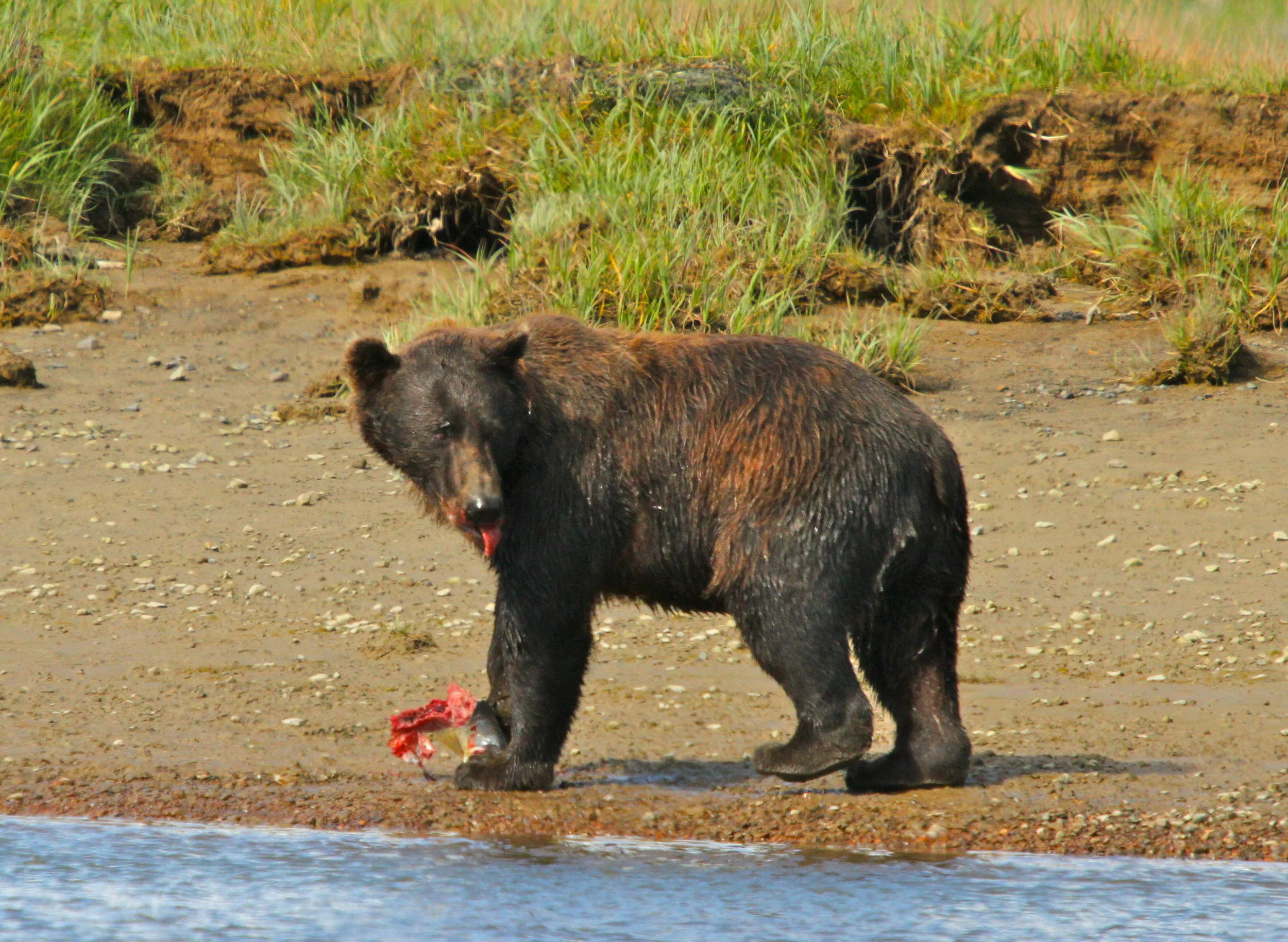  &nbsp;This was the only shot I got of a bear catching his salmon. 