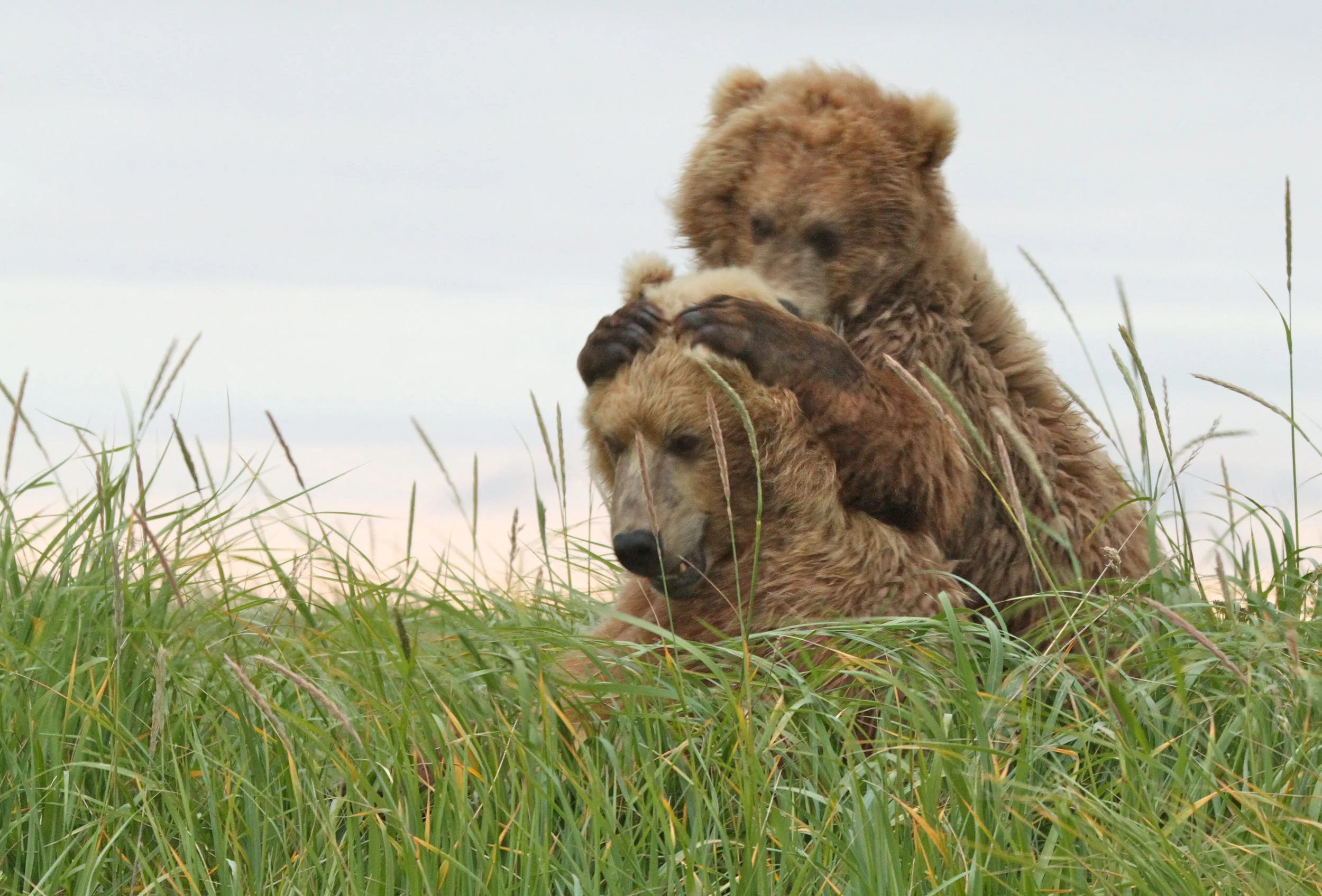  We came upon this mom and her cub. We were very quiet and stood and watched this animal that could kill us with one paw.&nbsp;But instead, the cub was playing with mom, crawling all over her. This moment caused me to tear up, watching this animal, l