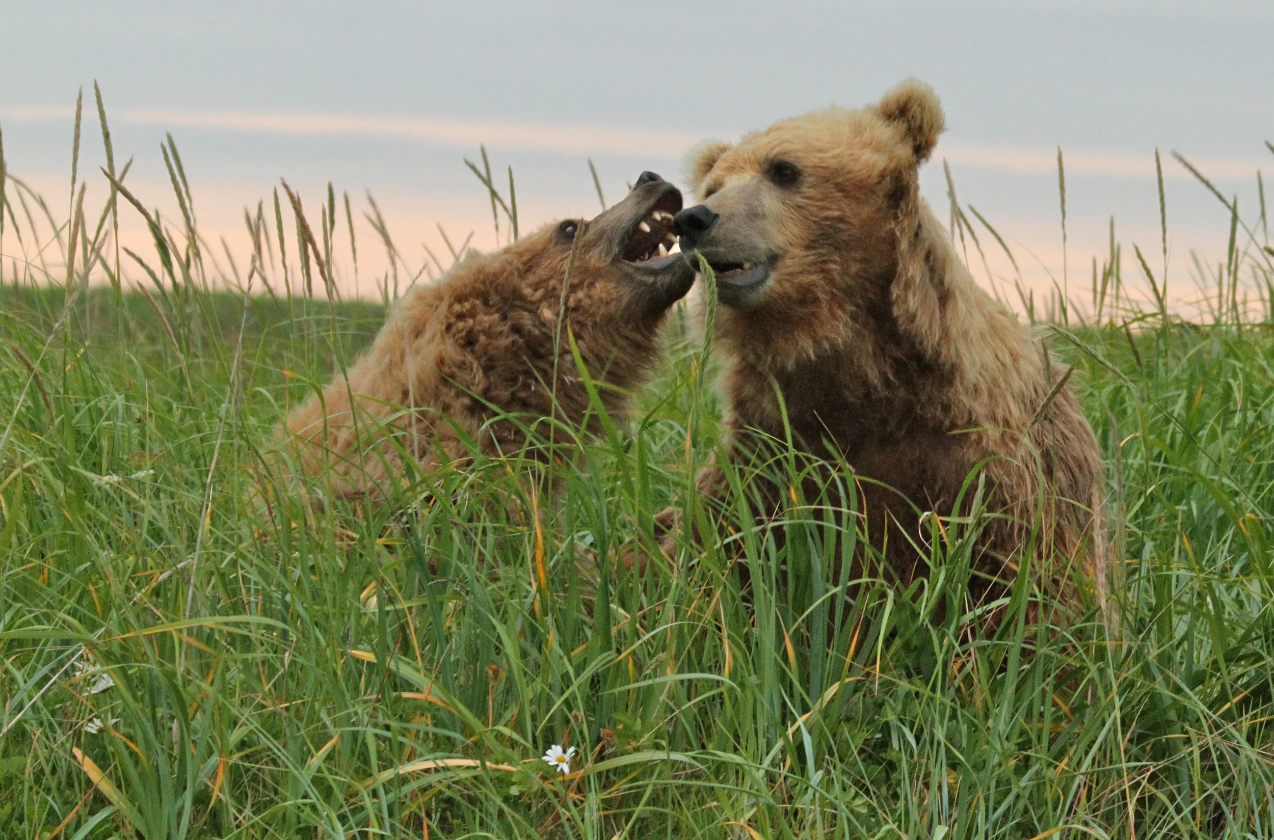  A bite on the nose of mom. 