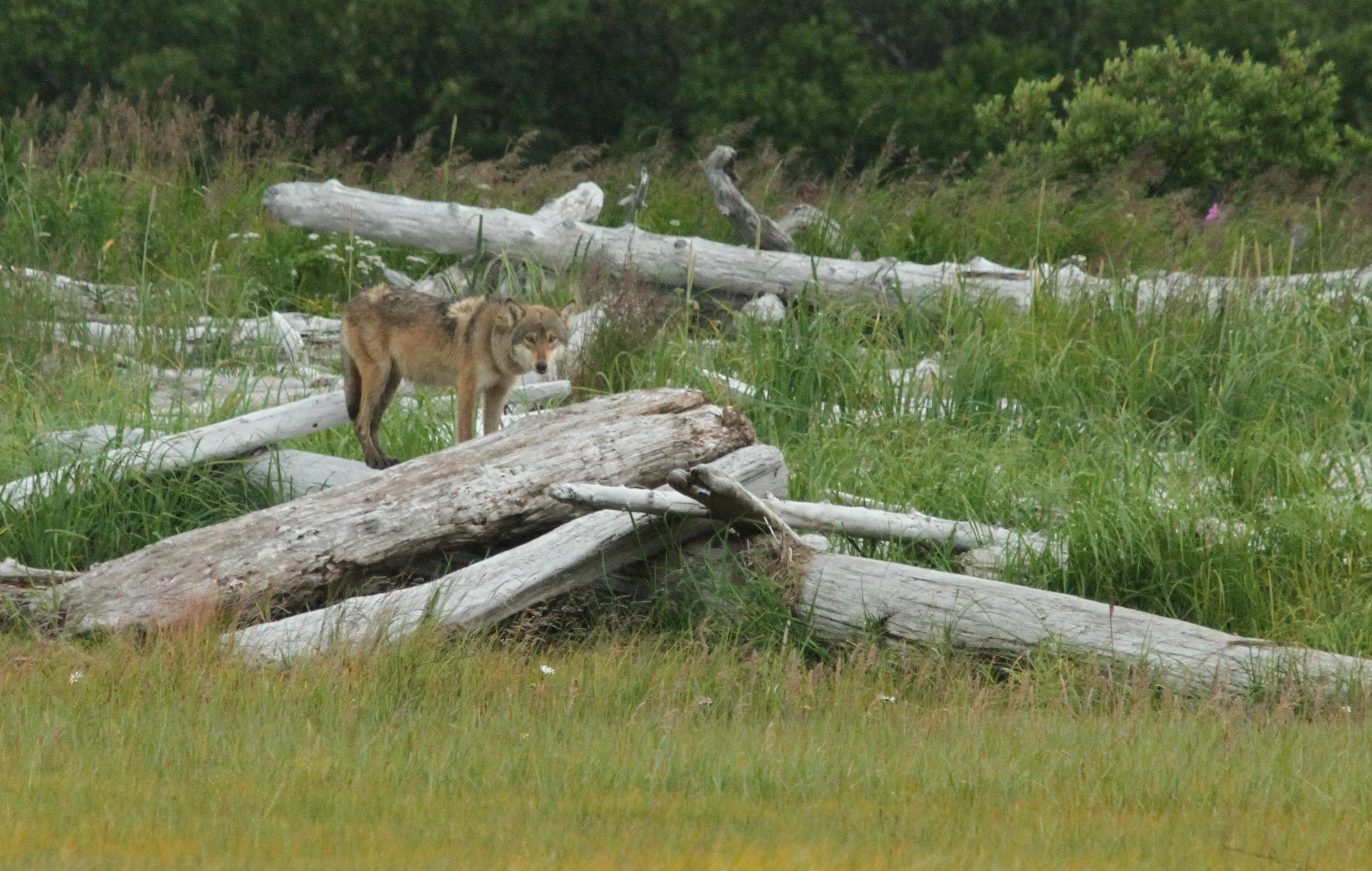  Next, in the same area of the grizzle's, wolf's were nearby. This one just watched us from afar. 