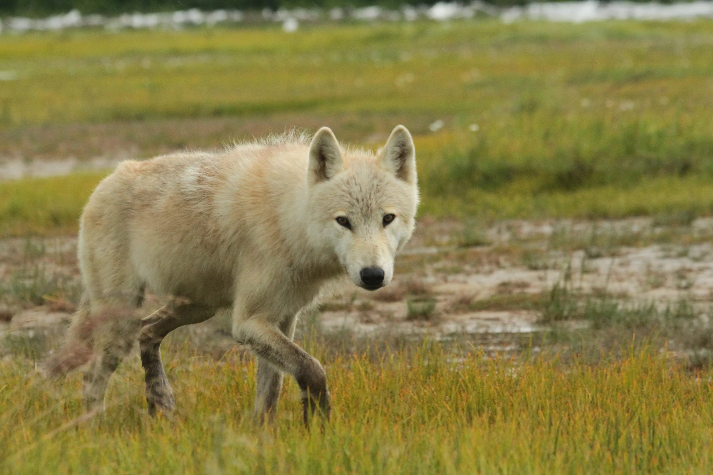  But this female wolf, approached the six of us. We were all sitting on the grass, not talking. Buck Wilde, our guide, was making some kind of wolf noises, and this female approached us. She was only focusing on Buck. 