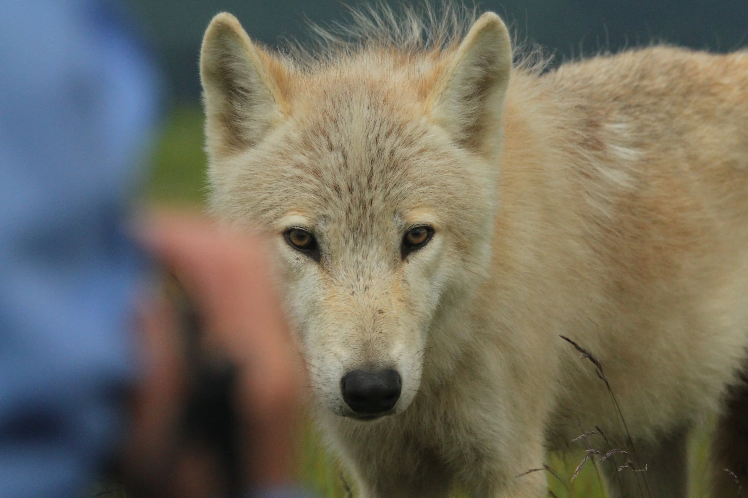  In the left corner of this frame is our friend, Leslie. She's taking the wolf's photo, but the wolf was looking right thru our circle and watching Buck. It's like she really didn't care about any of us, only Buck. 