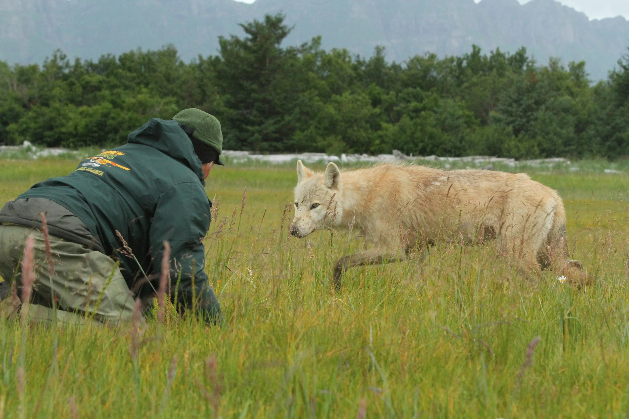  Buck and the wolf came eye to eye. 