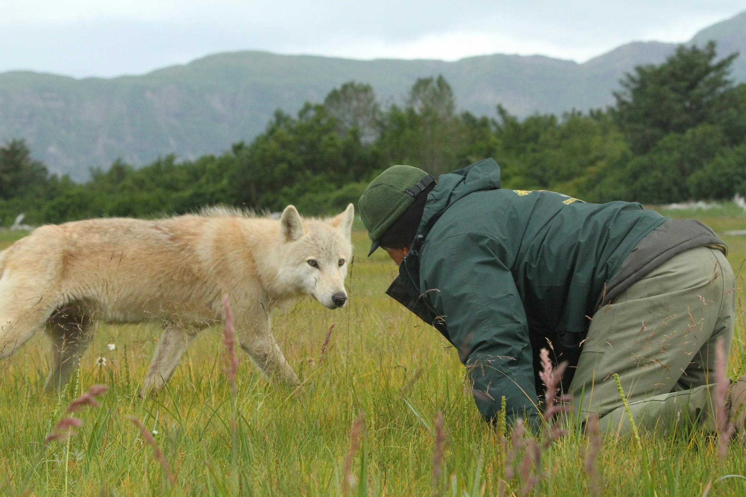  You can see the wolf is nervous, hair on the nape is standing up, but she had more curiosity than fear. 